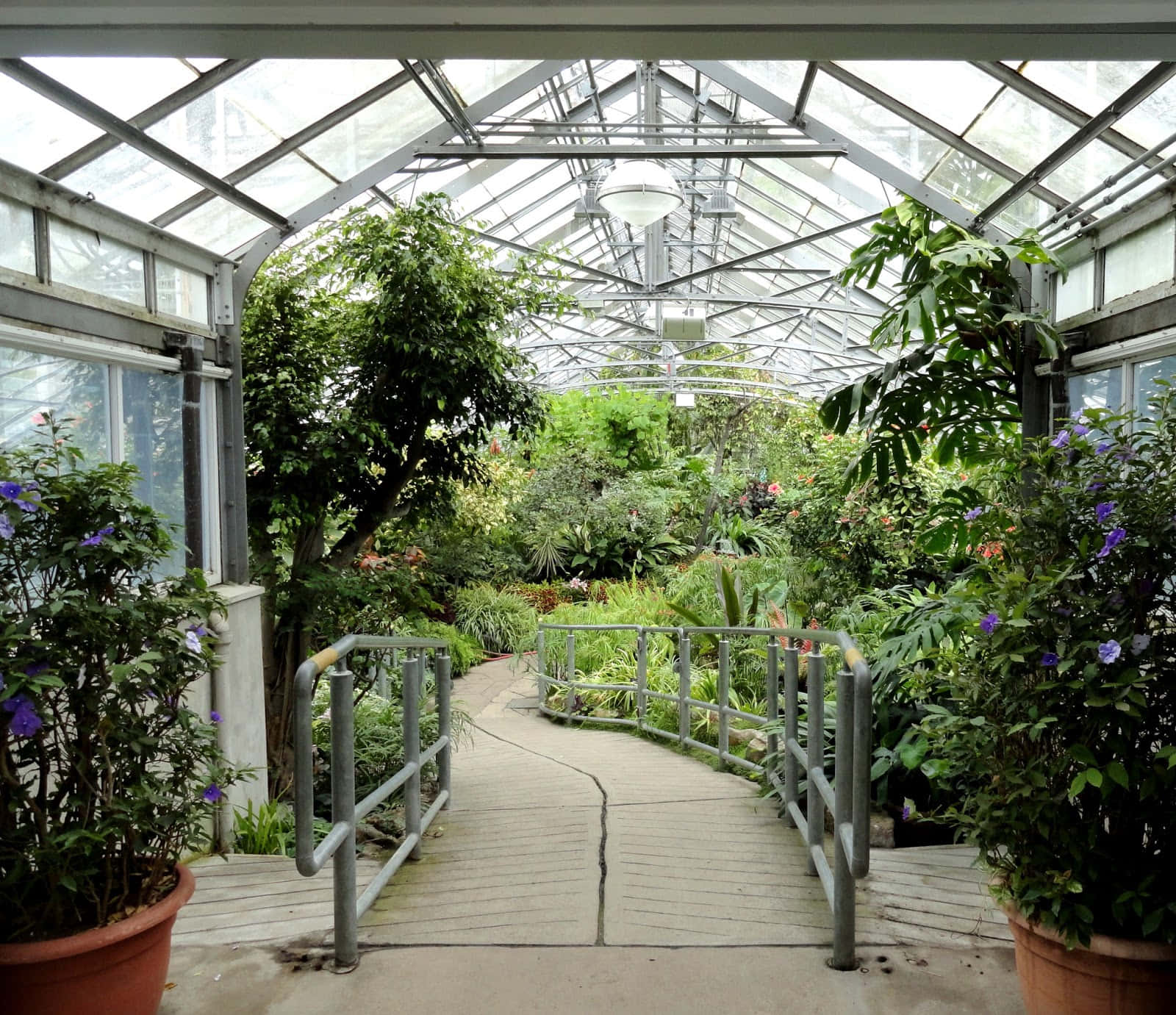 Allan Gardens Conservatory, wooden walkway, metal railings, HD Desktop Wallpaper