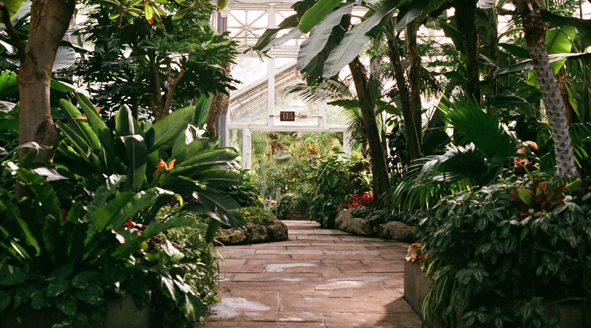 Allan Gardens Conservatory, interior pathway, sunlit stone path, HD Desktop Wallpaper