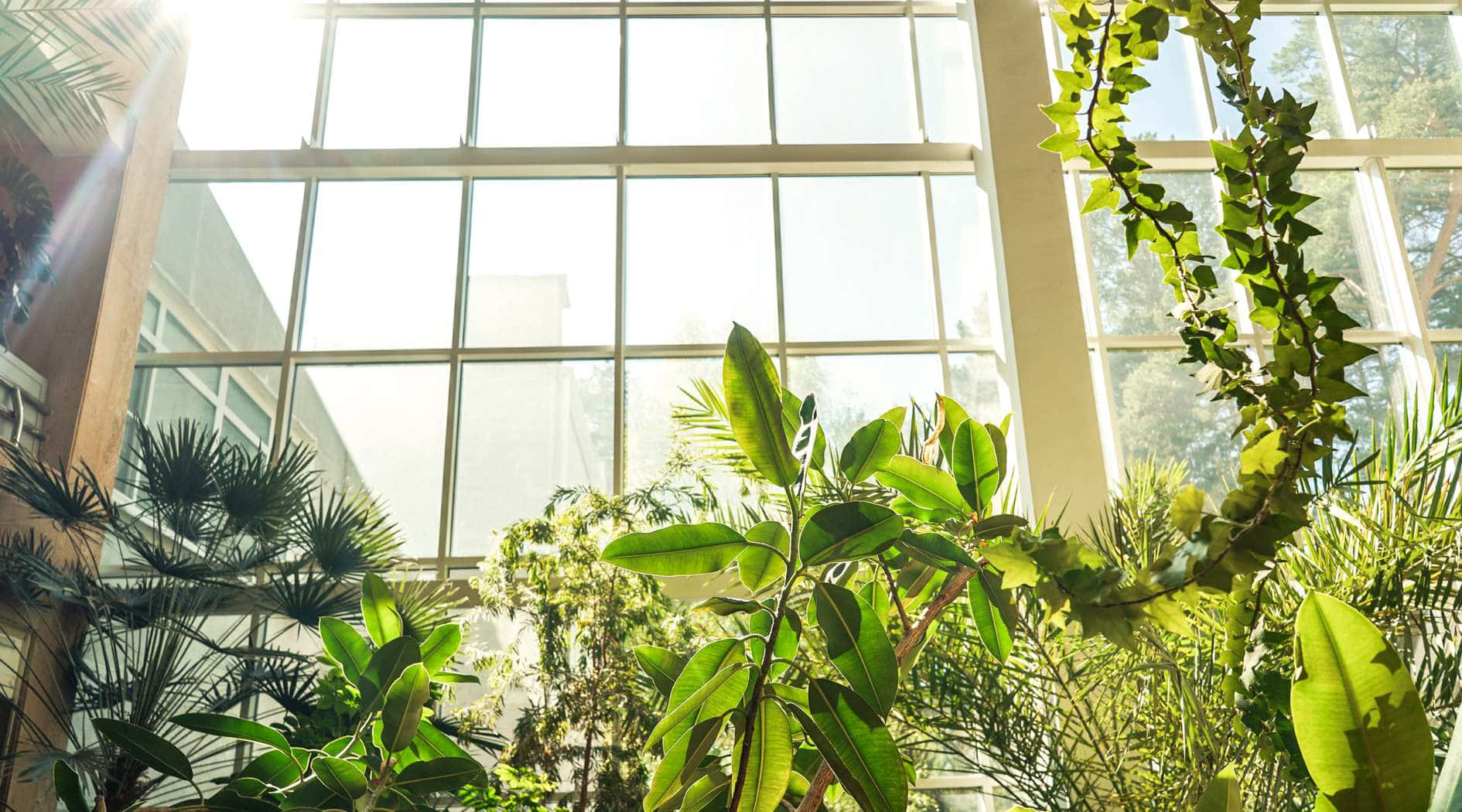 Allan Gardens Conservatory, sunlit greenhouse, glass ceiling, HD Desktop Wallpaper