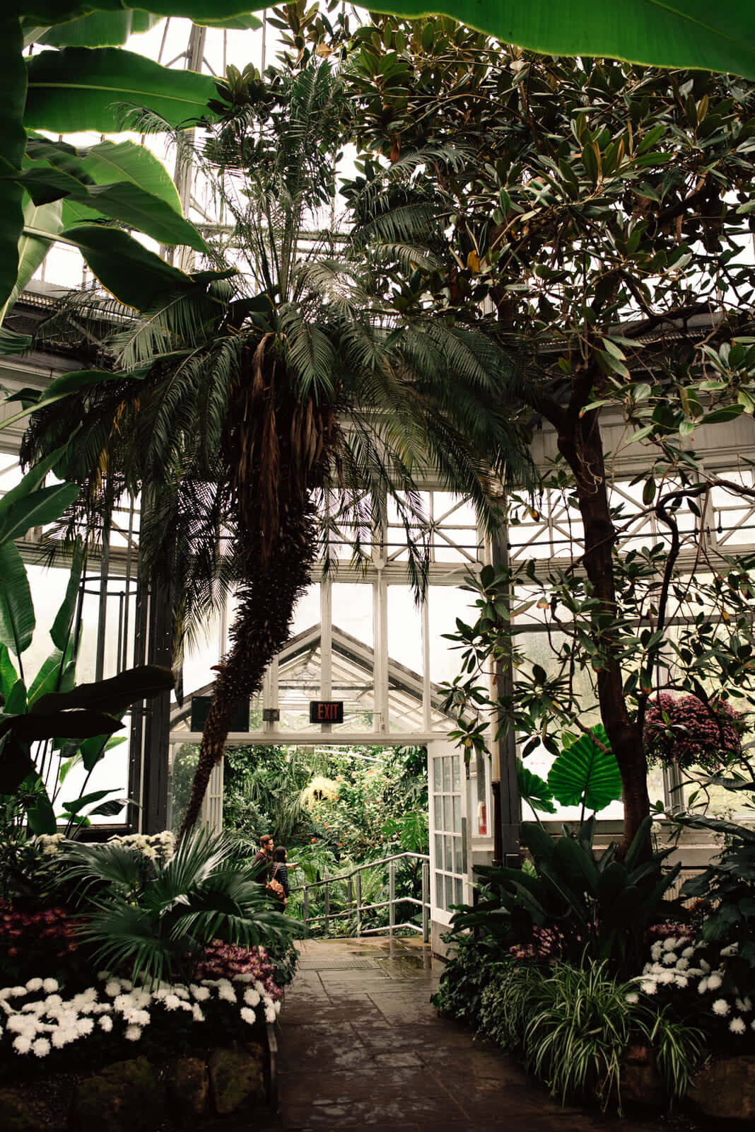 Allan Gardens Conservatory, tropical flora, glass conservatory, HD Phone Wallpaper