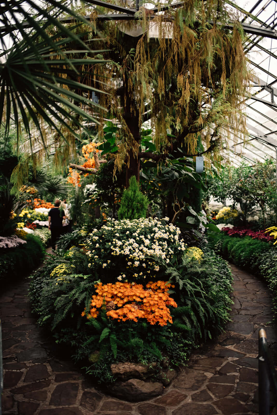 Allan Gardens Conservatory, floral display, vibrant orange and white flowers, HD Phone Wallpaper