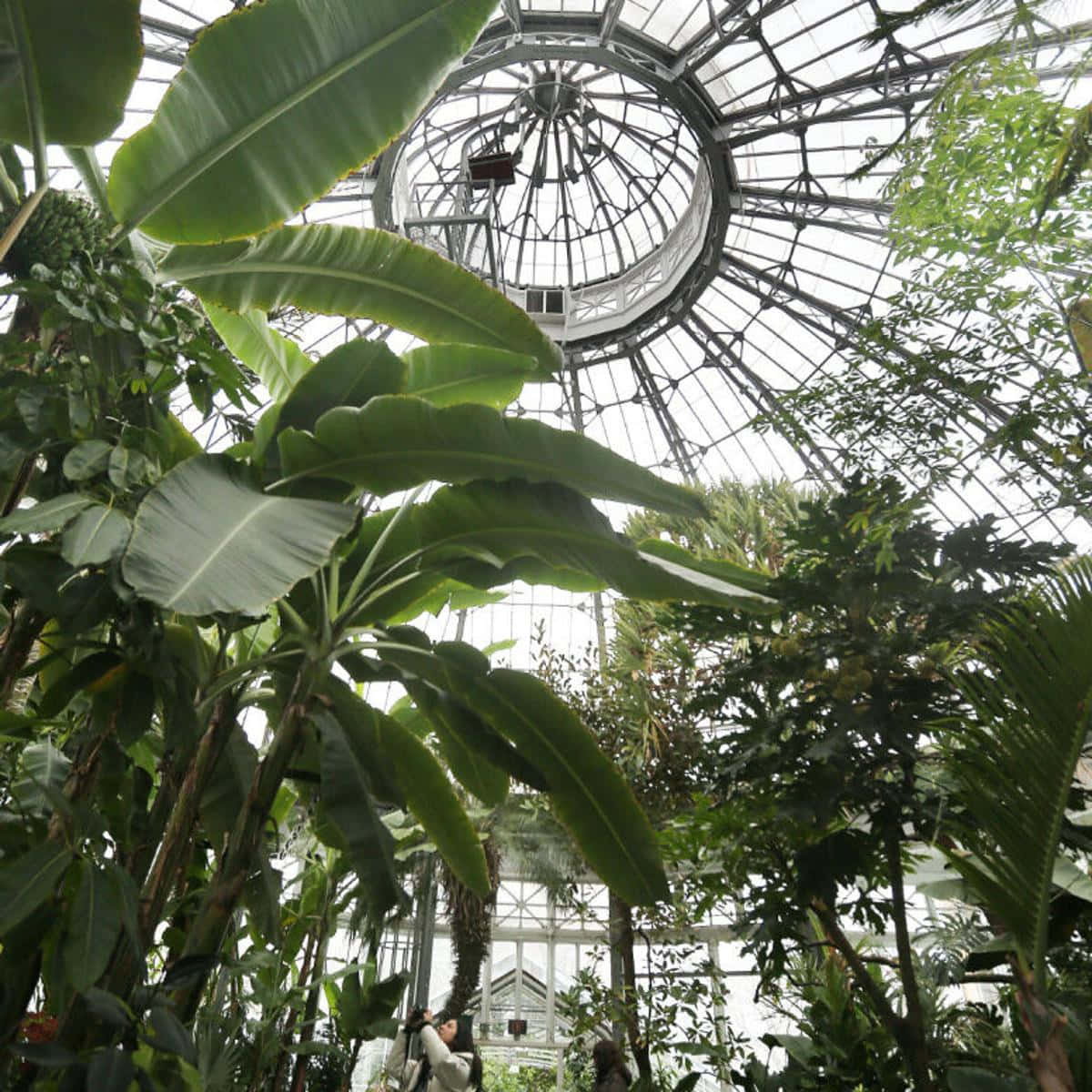 Allan Gardens Conservatory, dome view, glass-domed conservatory, SD Desktop Wallpaper