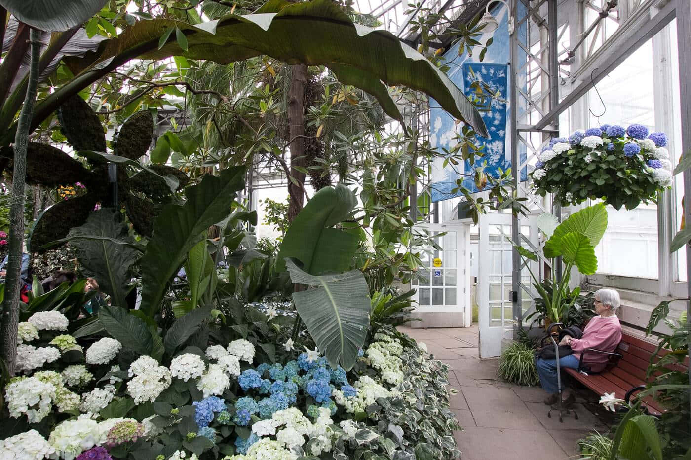 Allan Gardens Conservatory, bench, lush tropical plants, HD Desktop Wallpaper