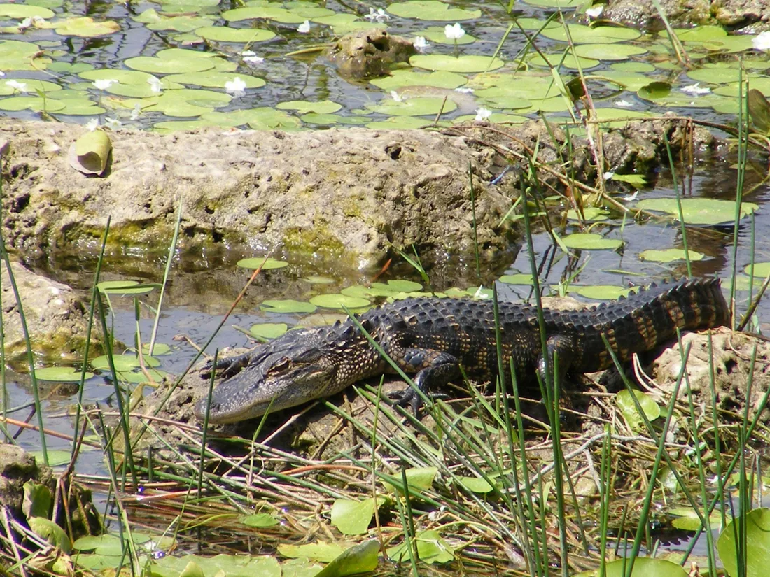 Alligator
