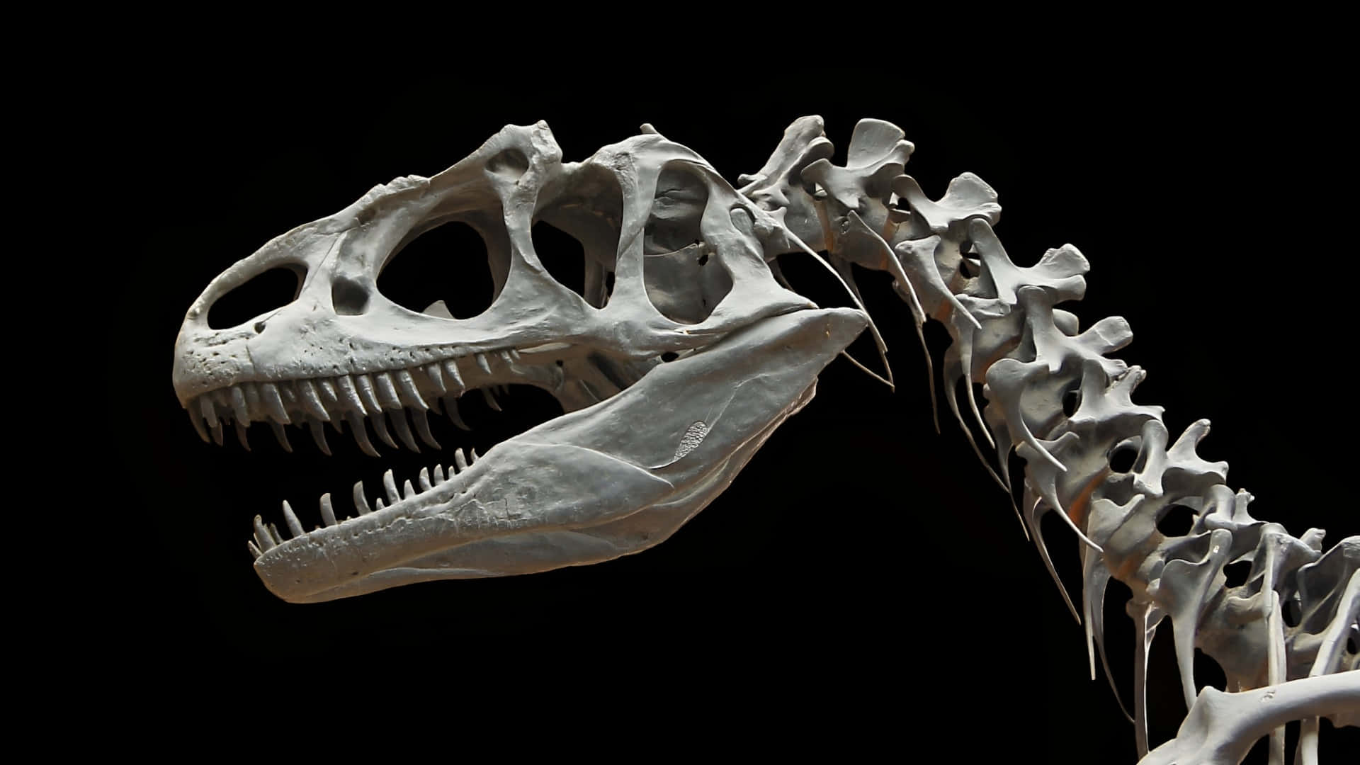 Allosaurus, skull, neck vertebrae, Full HD Desktop Wallpaper