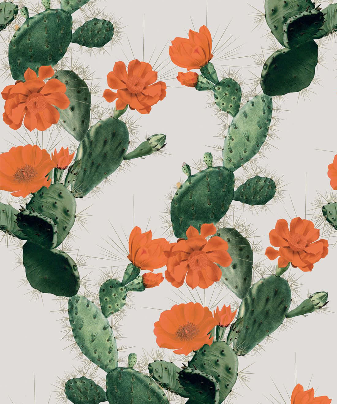 prickly pear flowers, cactus pads, vibrant orange, HD Phone Wallpaper