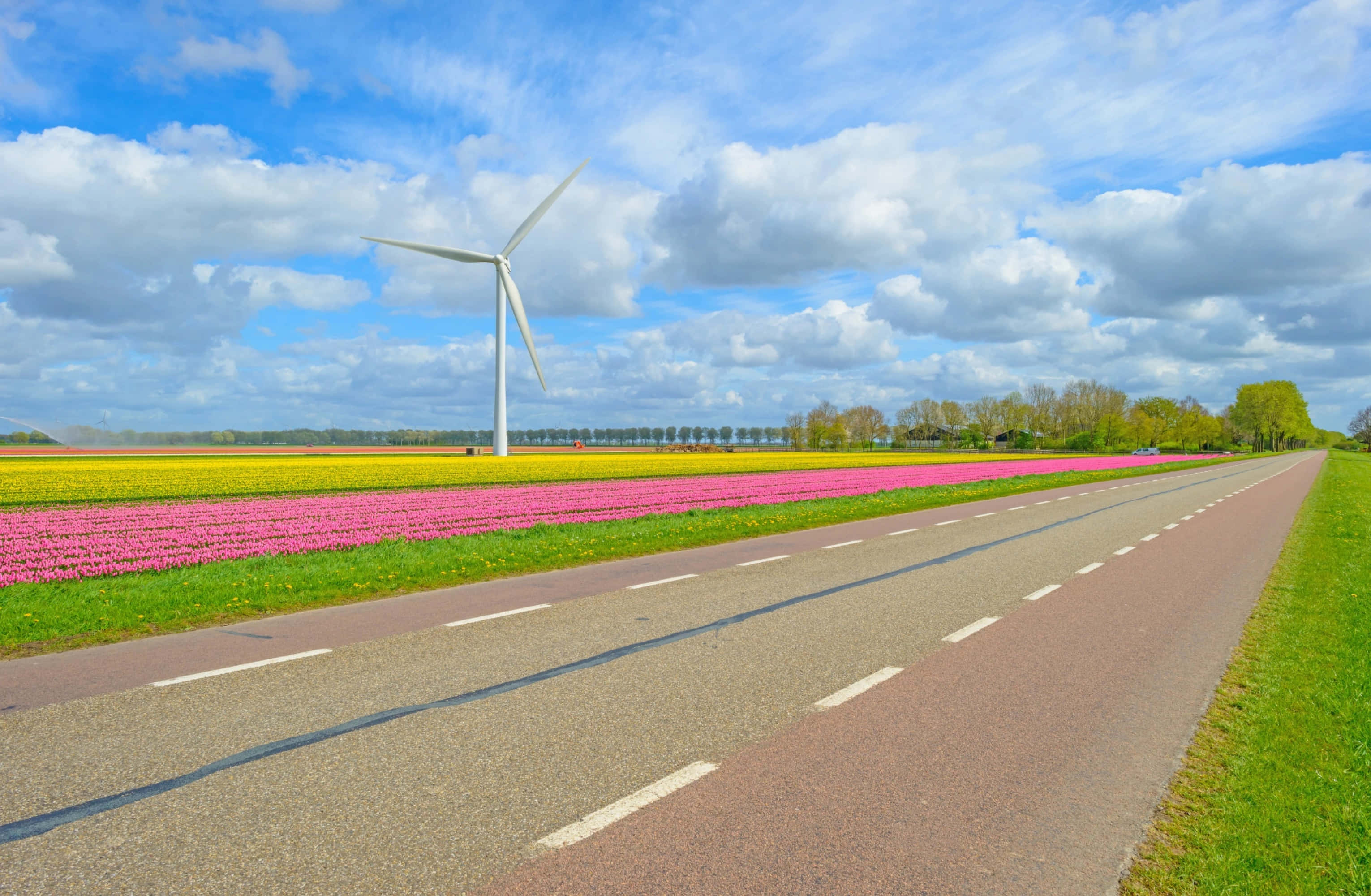 Almere, windmill, tulip fields, 2K Desktop Wallpaper