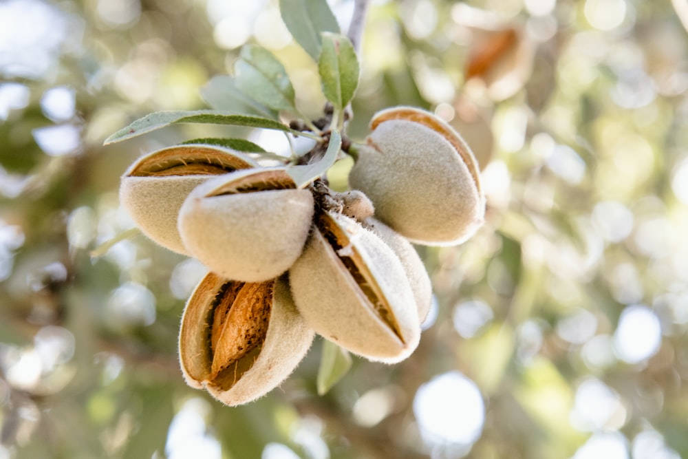 amazing almond tree, fuzzy almond pods, almond pods, SD Desktop Wallpaper
