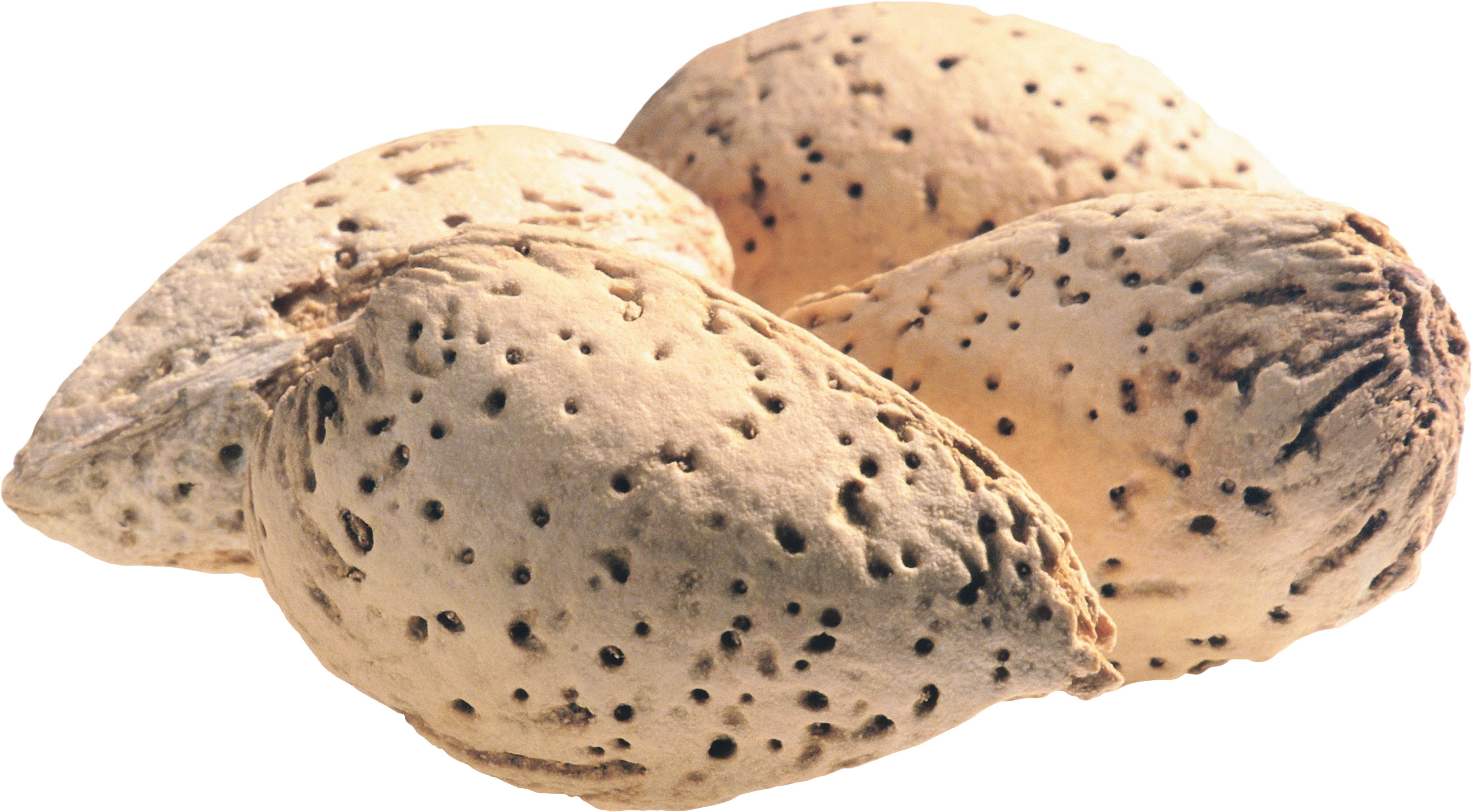 raw in shell almonds, textured almonds, speckled brown skins, 4K Desktop Wallpaper