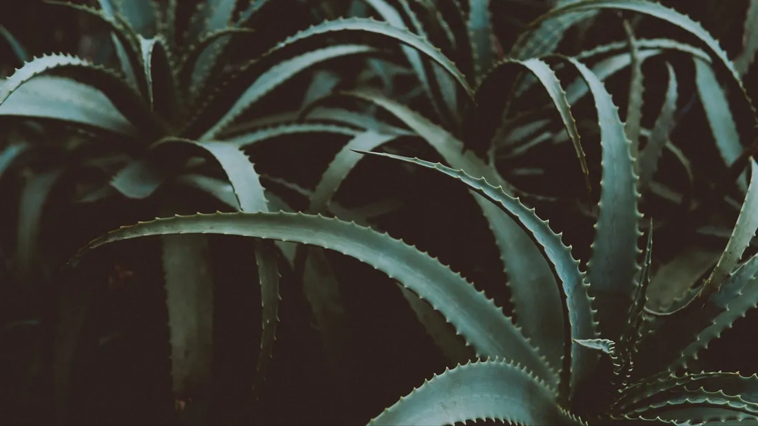 Aloe Vera Wallpapers