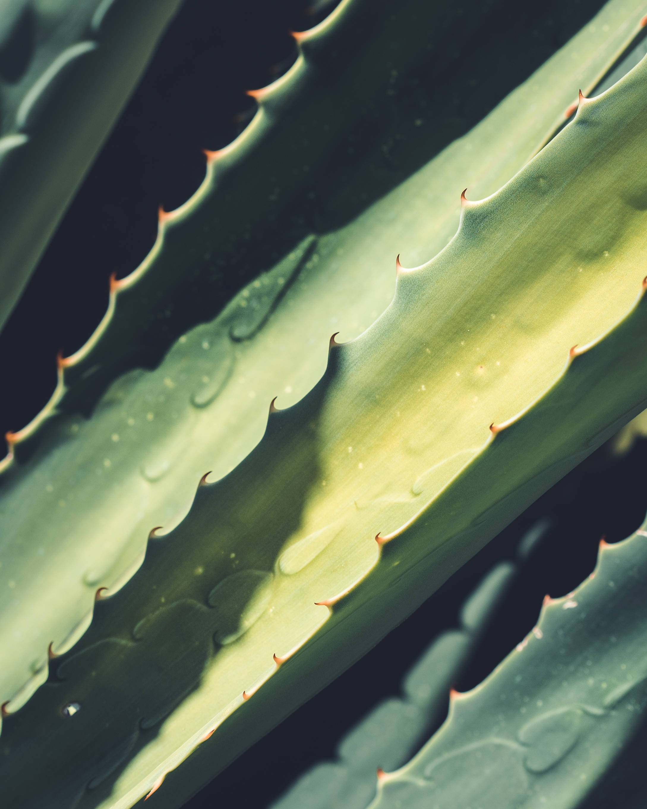 Aloe Vera, thick green leaves, serrated edges, 2K Phone Wallpaper
