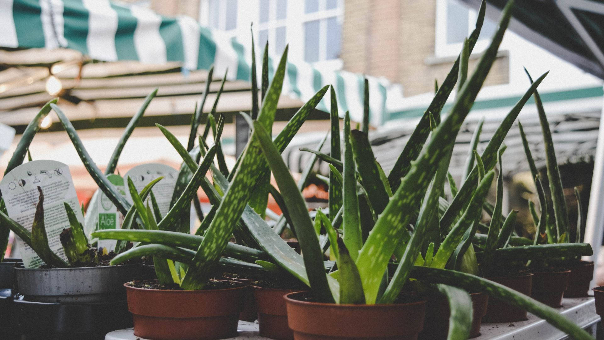 Aloe Vera, spotted leaves, market stall, Full HD Desktop Wallpaper