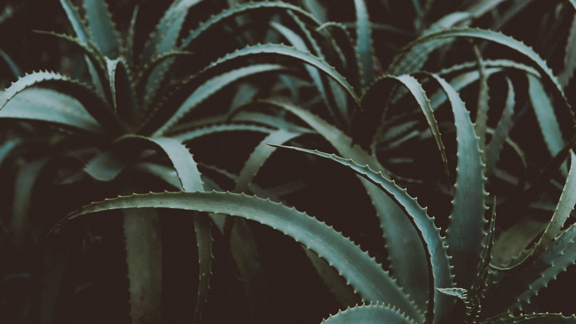 Aloe Vera, spiky aloe vera leaves, serrated edges, Full HD Desktop Wallpaper