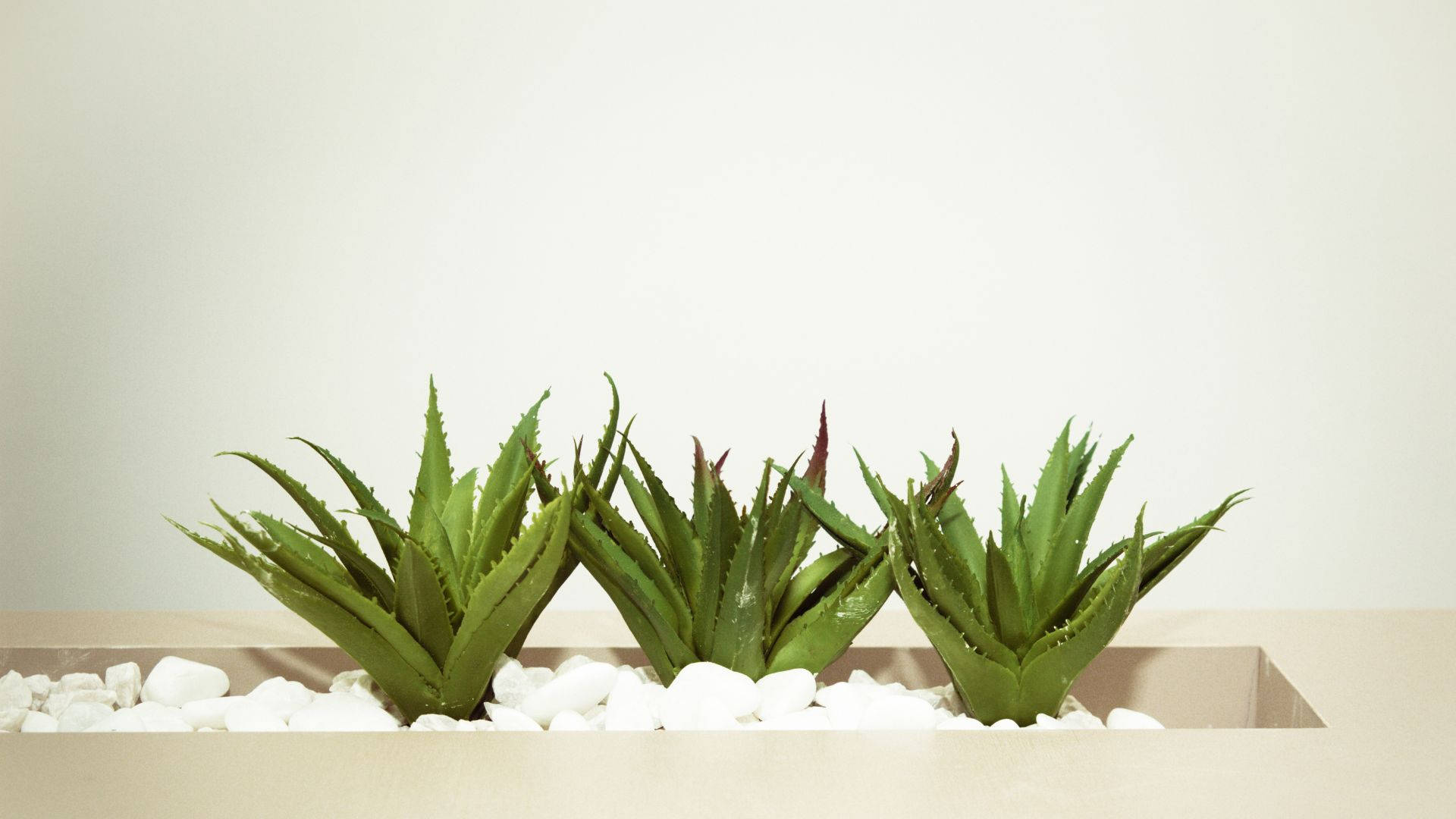 Aloe Vera, white pebbles, minimalist beige planter, Full HD Desktop Wallpaper