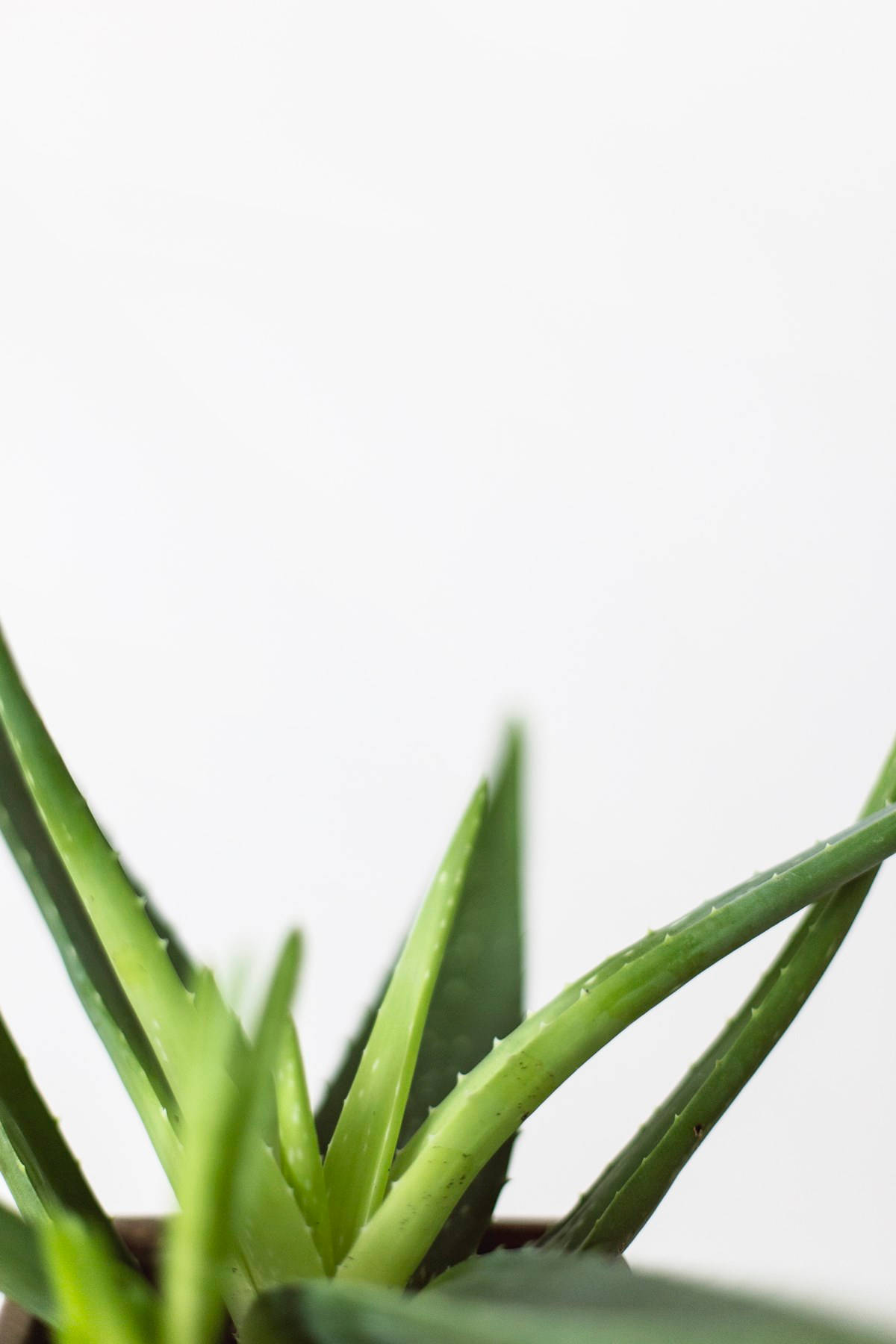 Aloe Vera, vibrant green, serrated leaves, HD Phone Wallpaper