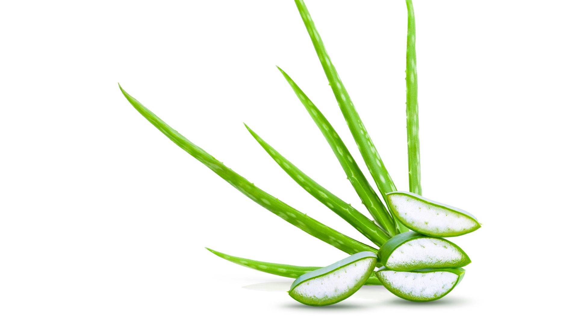 Aloe Vera, translucent gel, pure white background, Full HD Desktop Wallpaper