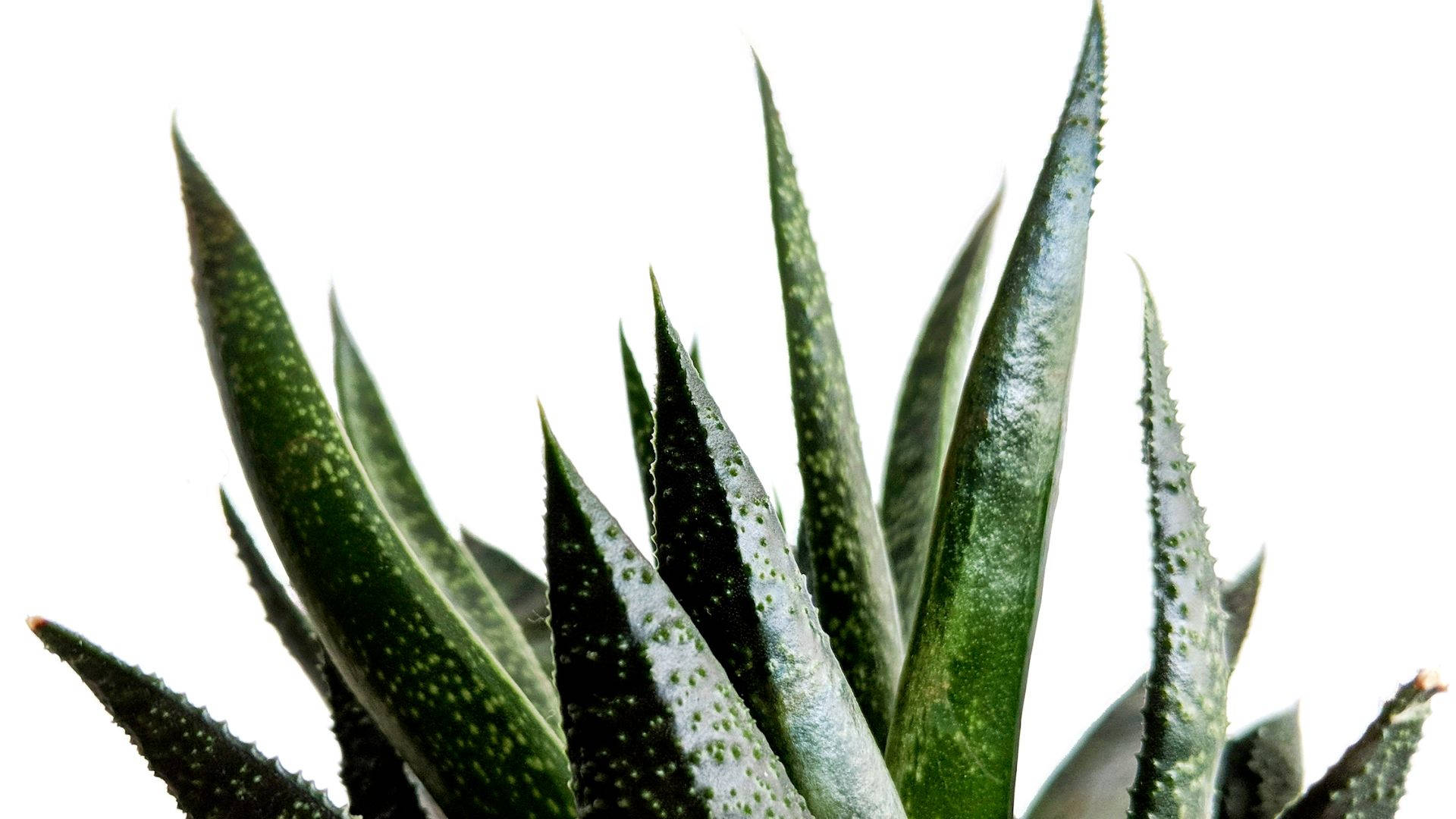 dark green aloe vera, spiky green succulent, dotted leaves, Full HD Desktop Wallpaper