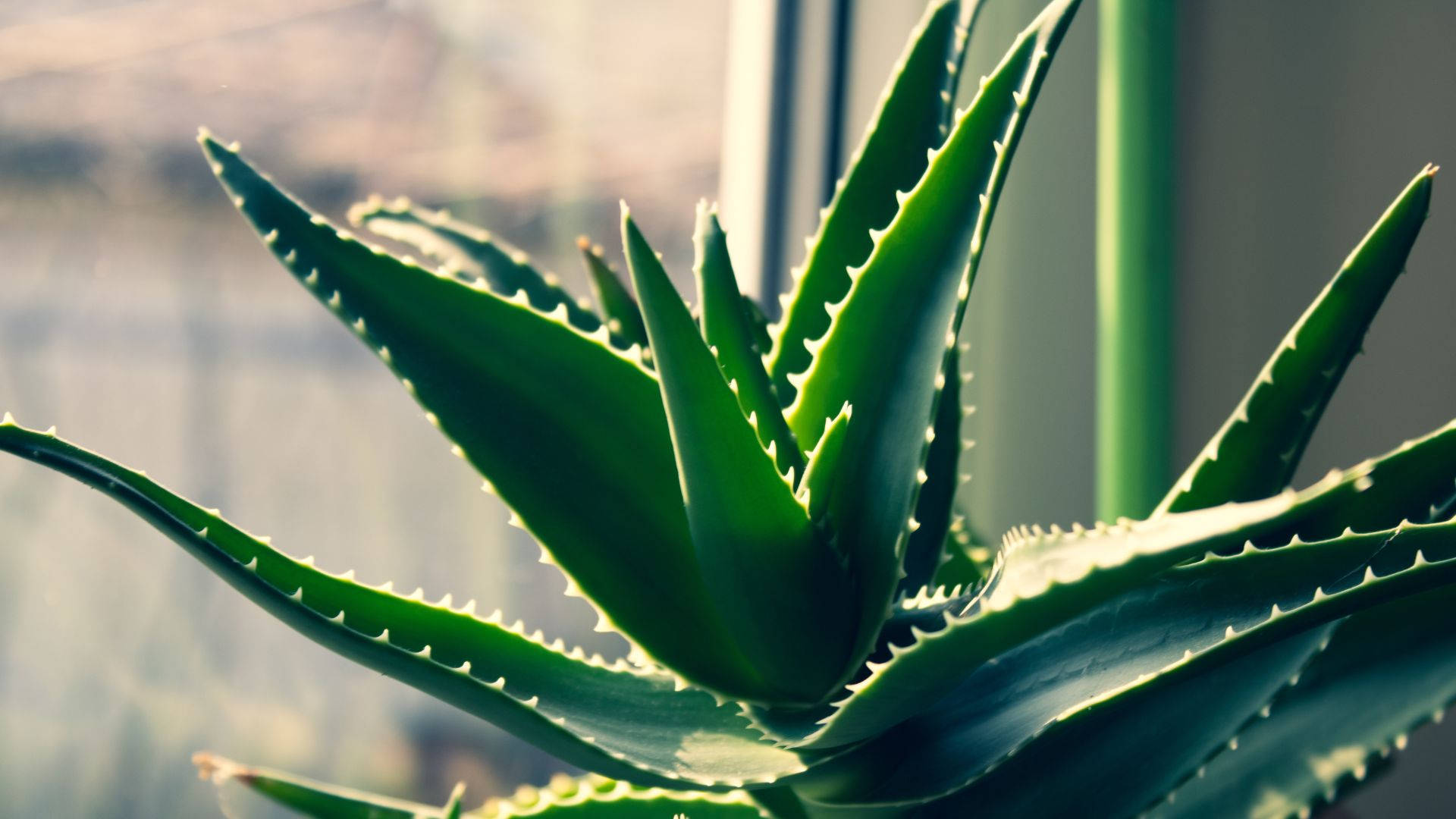 Aloe Vera, sunlight, vibrant green, Full HD Desktop Wallpaper