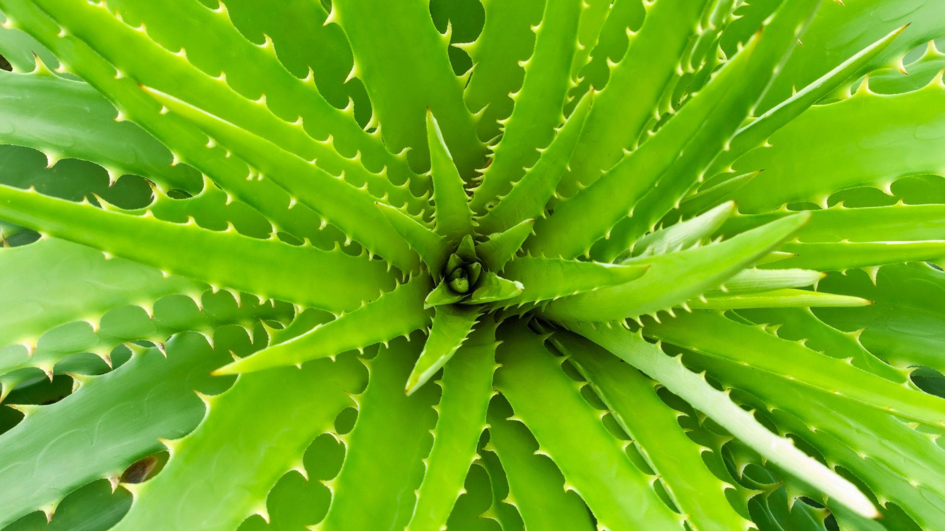 Aloe Vera, leaf pattern, spiky leaves, Full HD Desktop Wallpaper