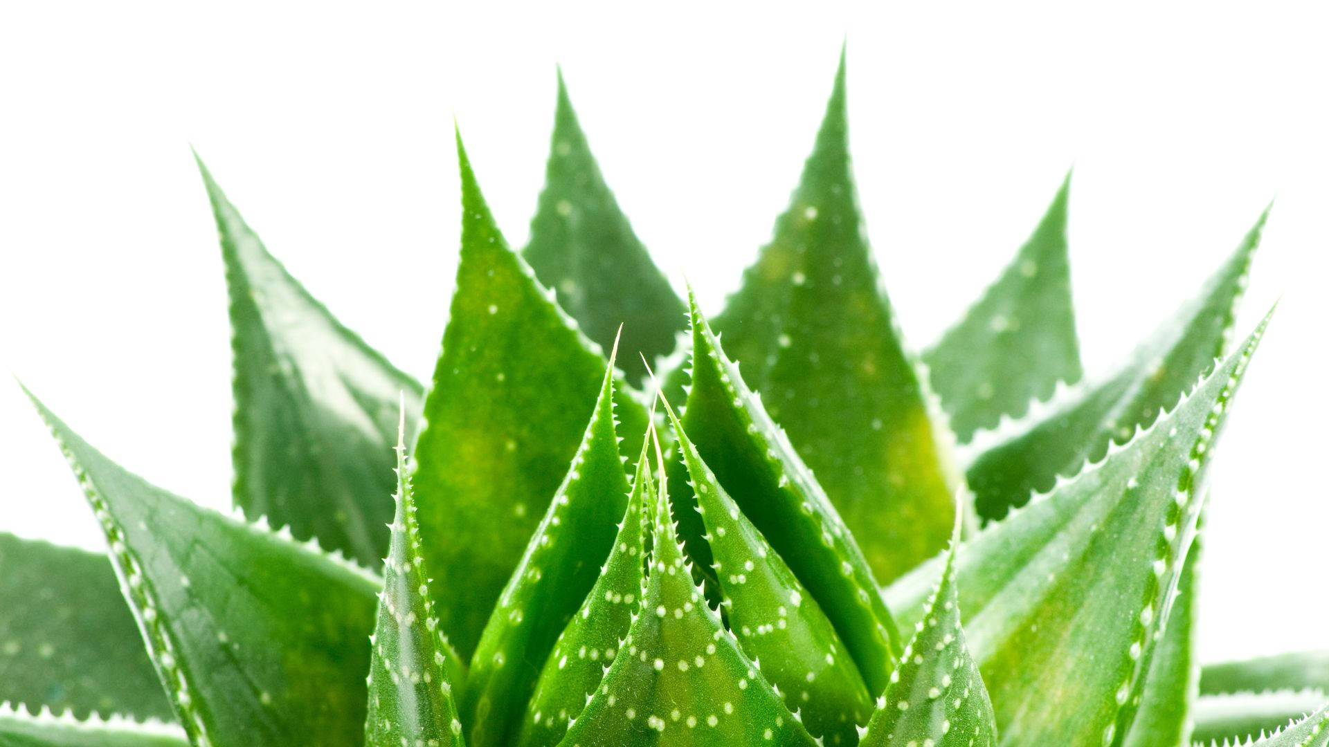 Aloe Vera, vibrant green, serrated leaves, Full HD Desktop Wallpaper