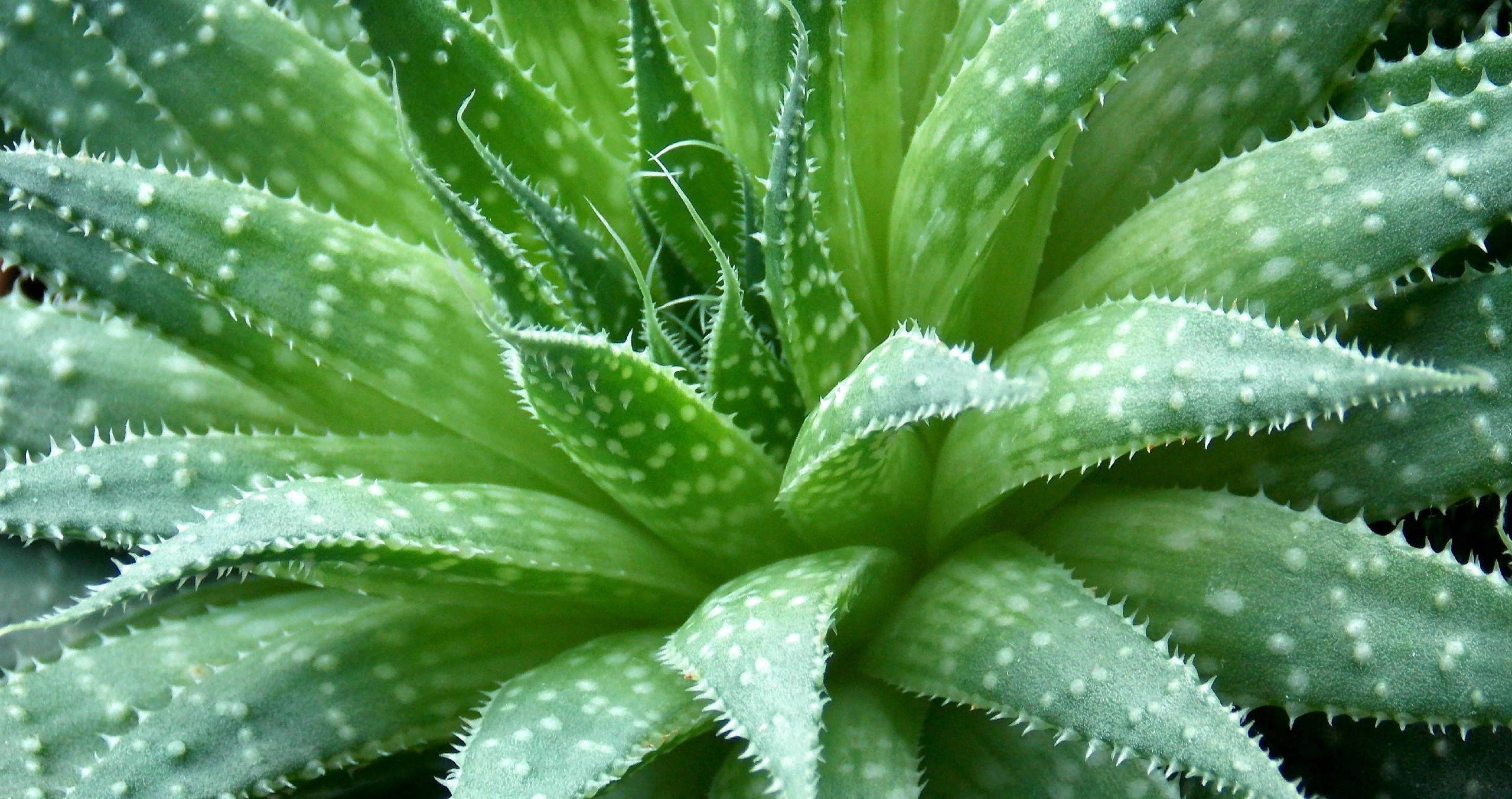 spiky aloe vera plant, vibrant green succulent, serrated leaves, 2K Desktop Wallpaper