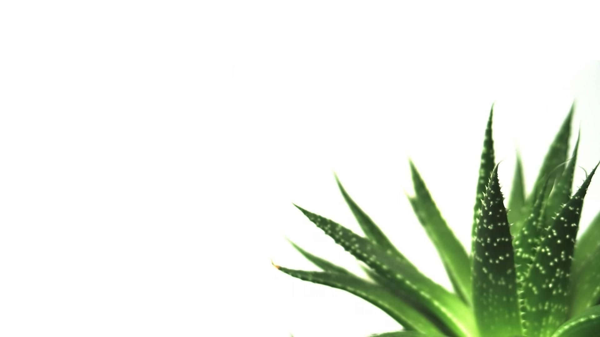 Aloe Vera, minimalist plant desktop, vibrant green, Full HD Desktop Wallpaper