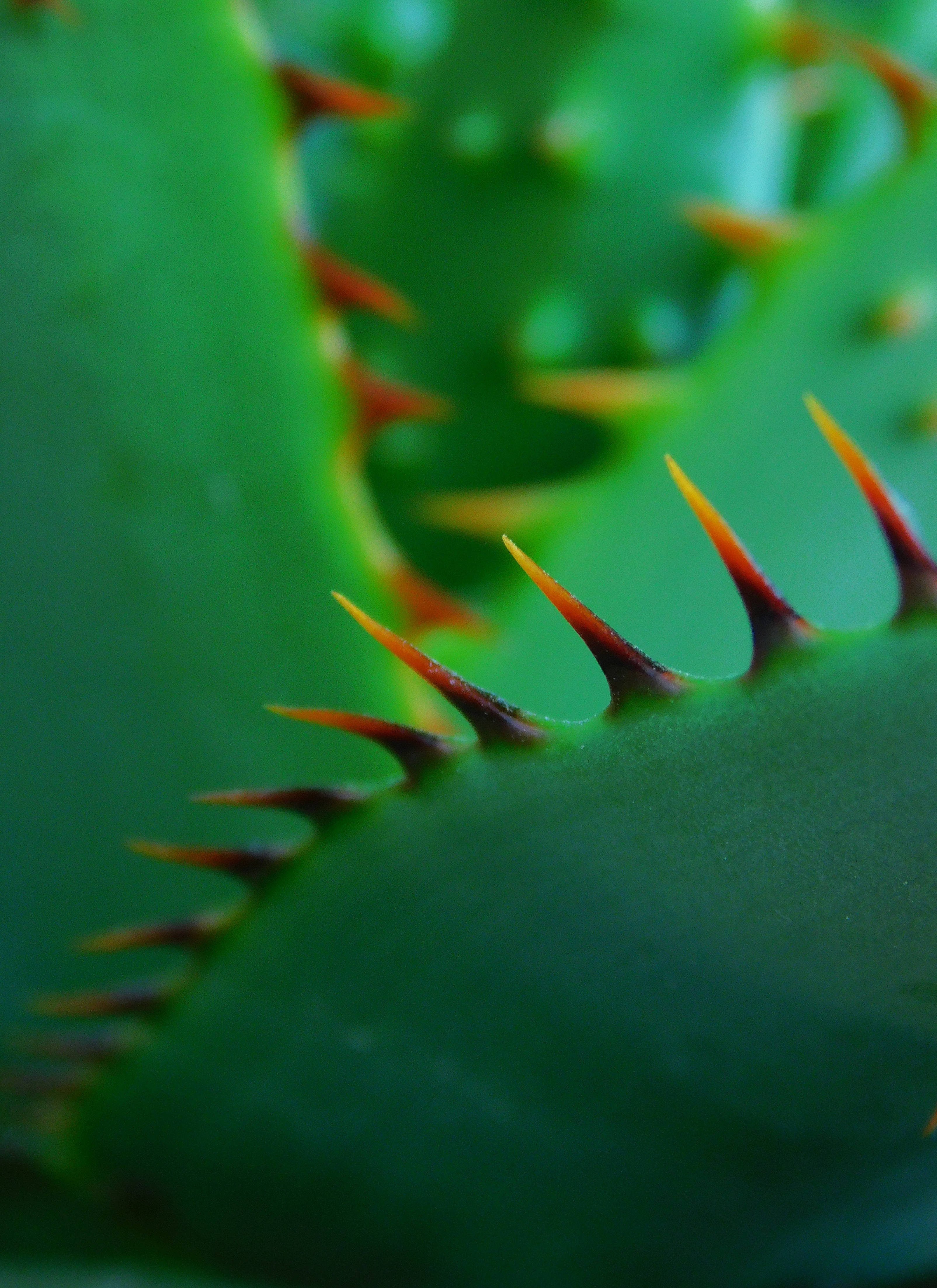 Aloe Vera, sharp thorns, orange-tipped spines, 4K Phone Wallpaper