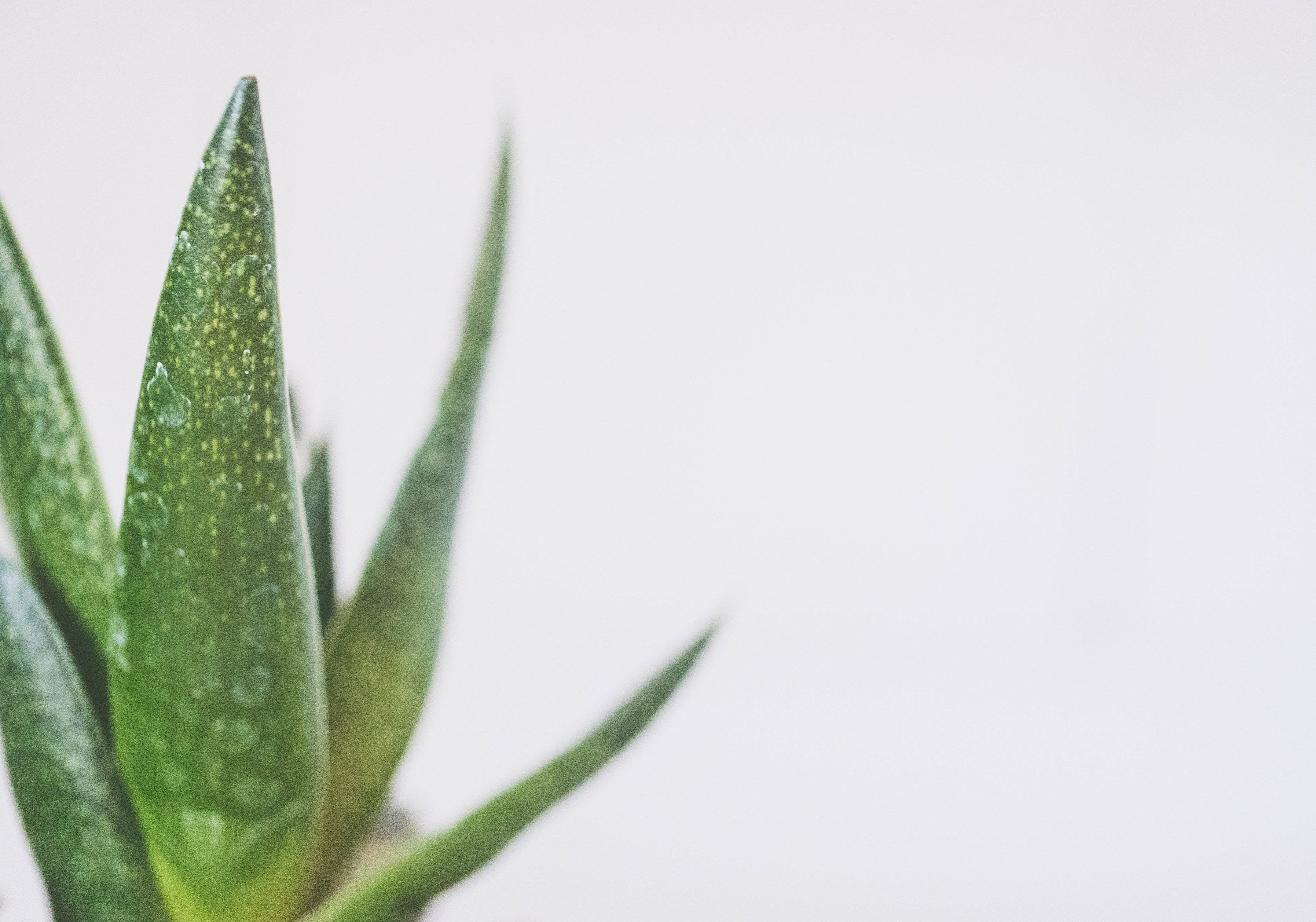 Aloe Vera, green succulent leaf, water droplets, 4K Desktop Wallpaper