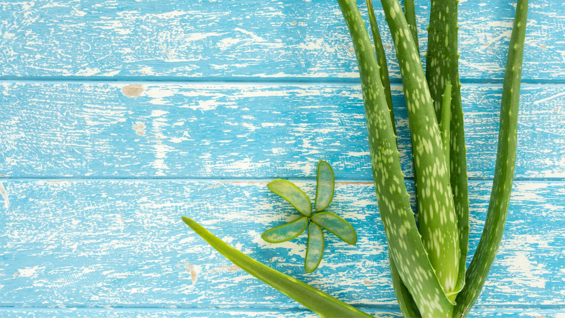 flower shaped aloe vera, aloe vera, gel-filled segments, Full HD Desktop Wallpaper