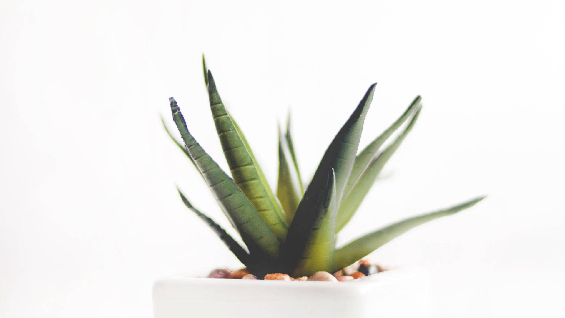 Aloe Vera, small rocks, vibrant green, Full HD Desktop Wallpaper