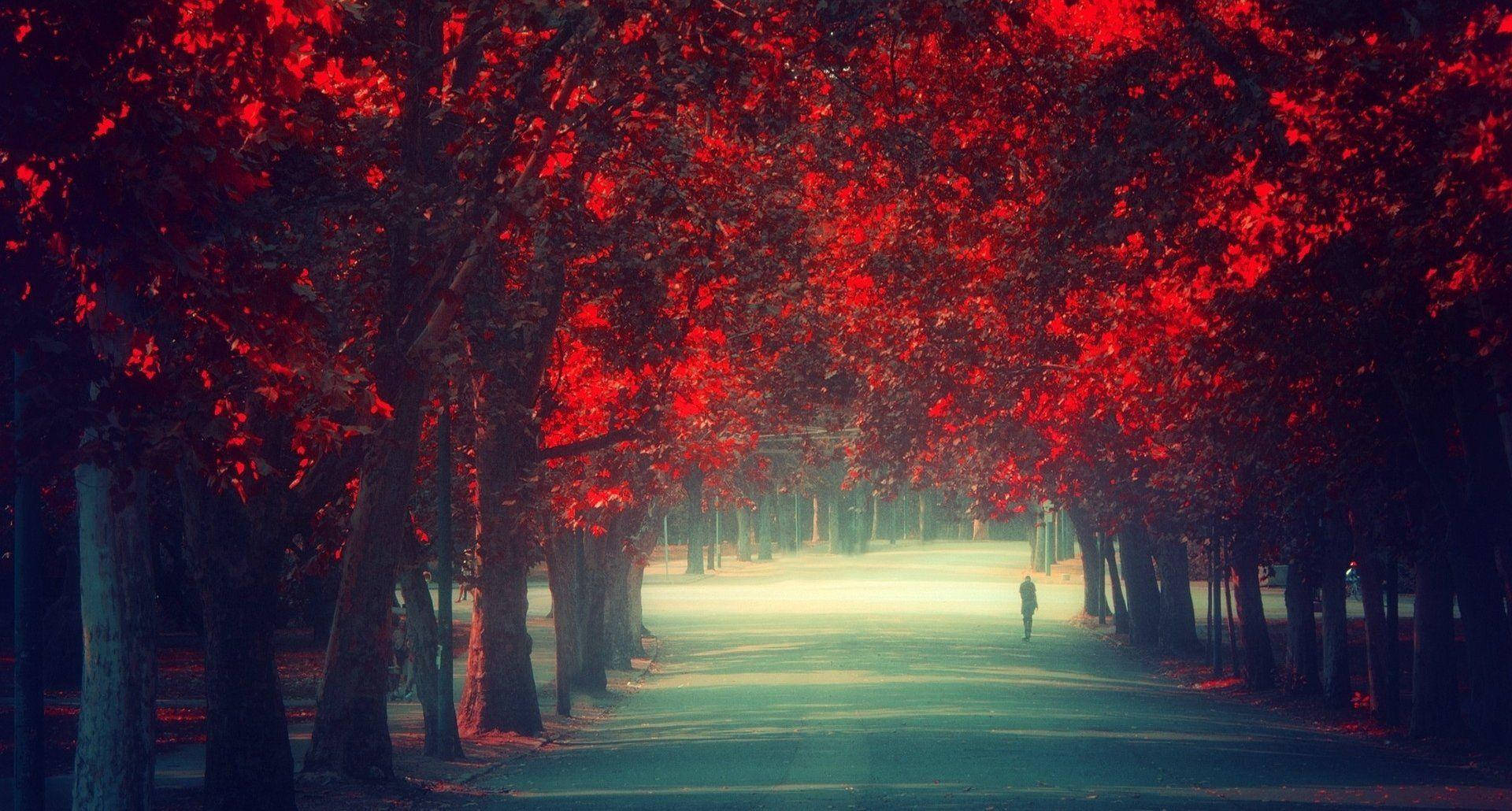 Alone Boy, misty path, towering trees, Full HD Desktop Wallpaper