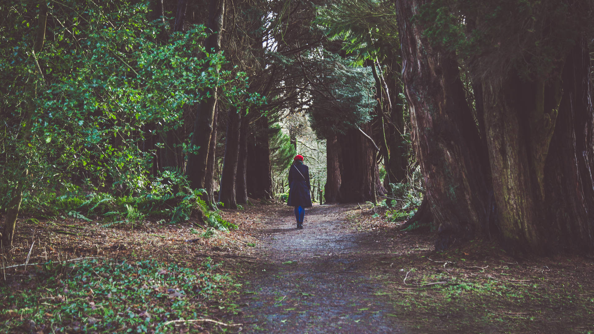 girl, red hat, enchanted forest, Full HD Desktop Wallpaper