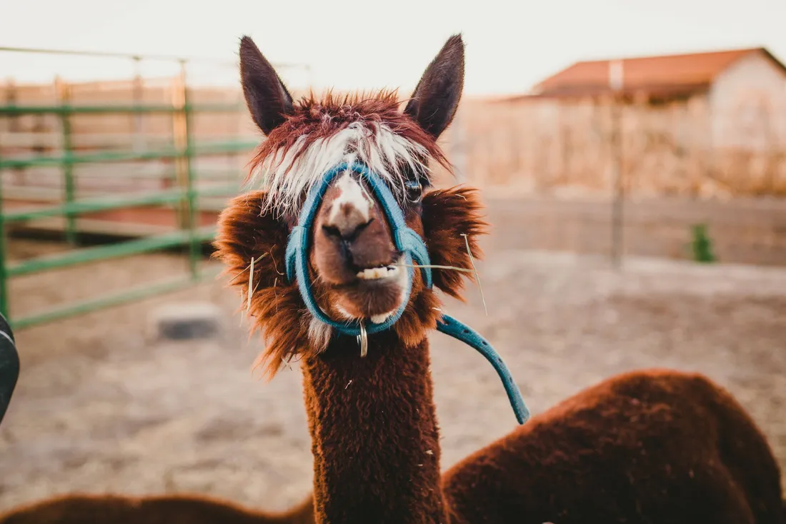 Alpaca