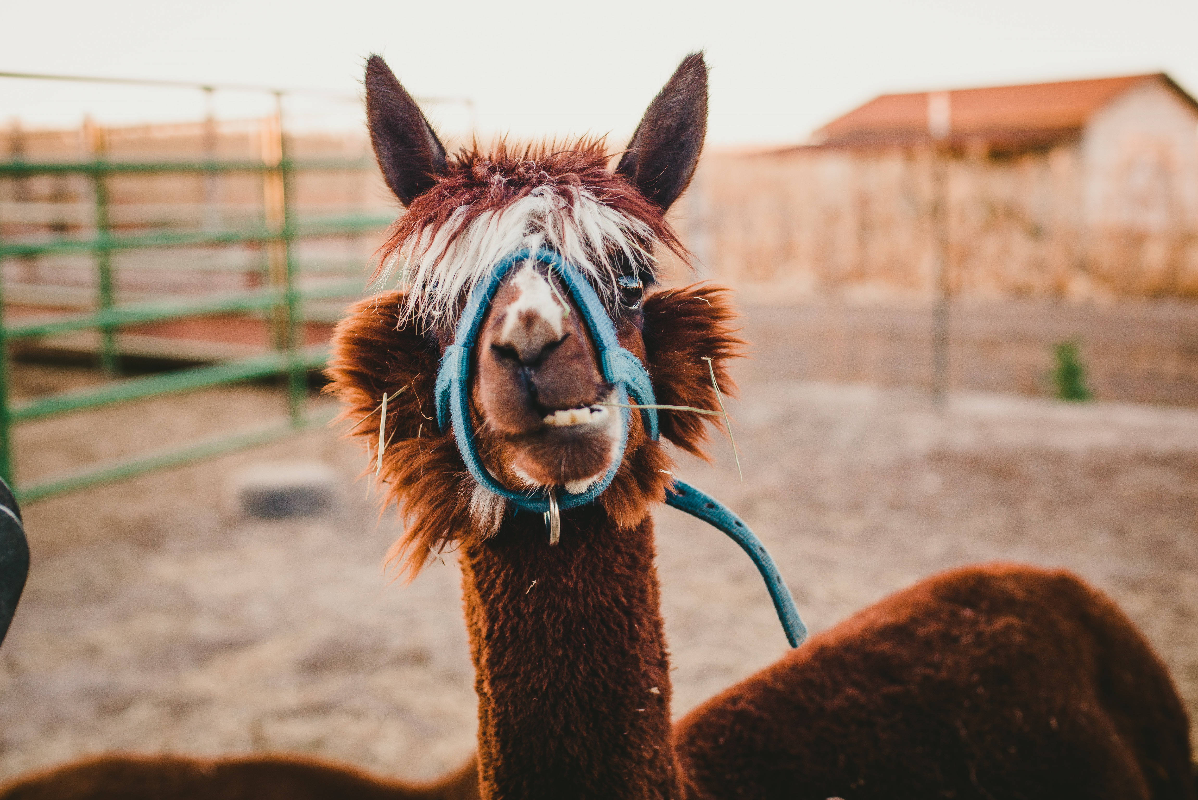 alpaca, blue halter, fenced enclosure, 4K Desktop Wallpaper