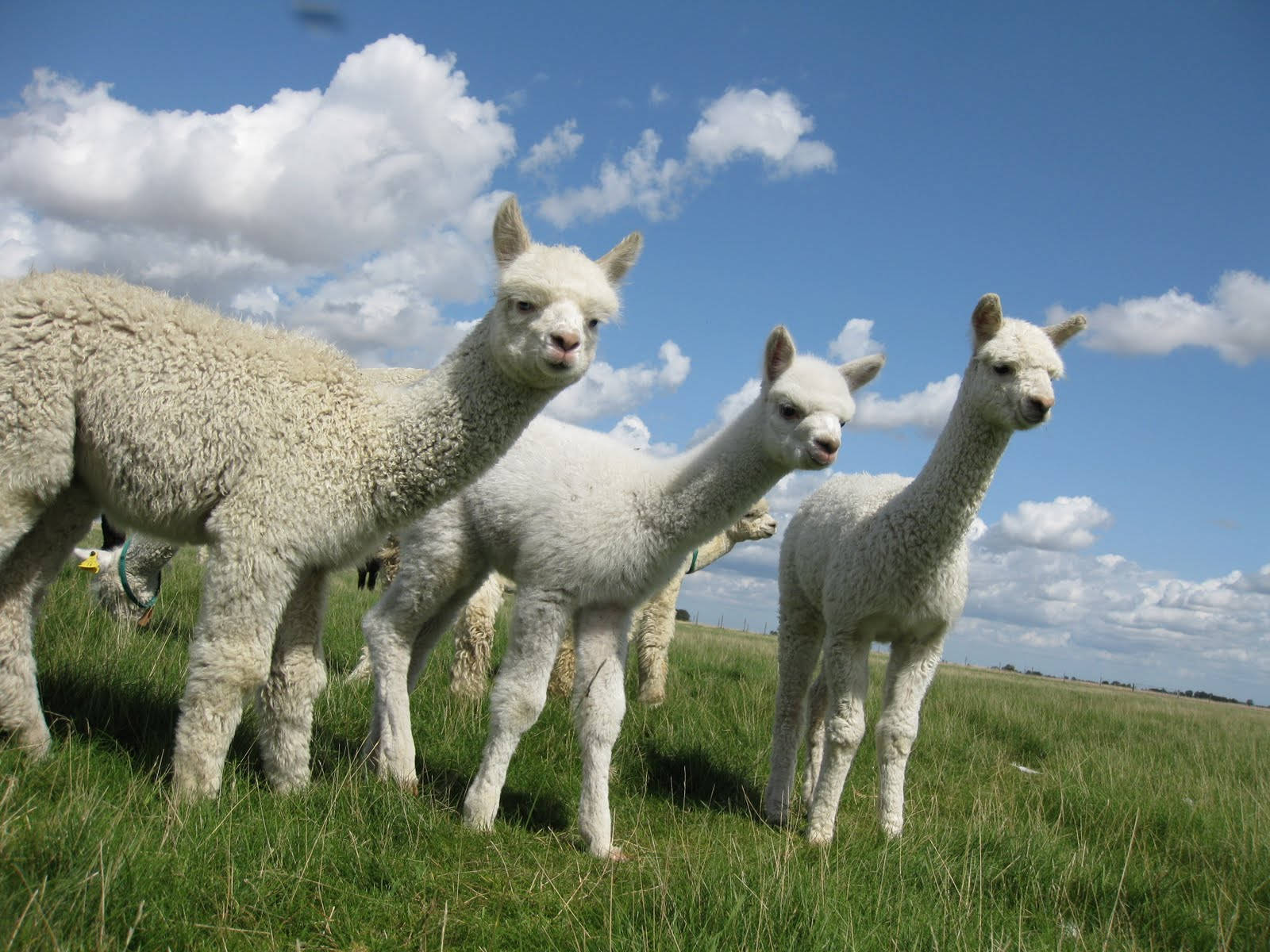 alpacas, sunny day, vibrant green field, HD Desktop Wallpaper