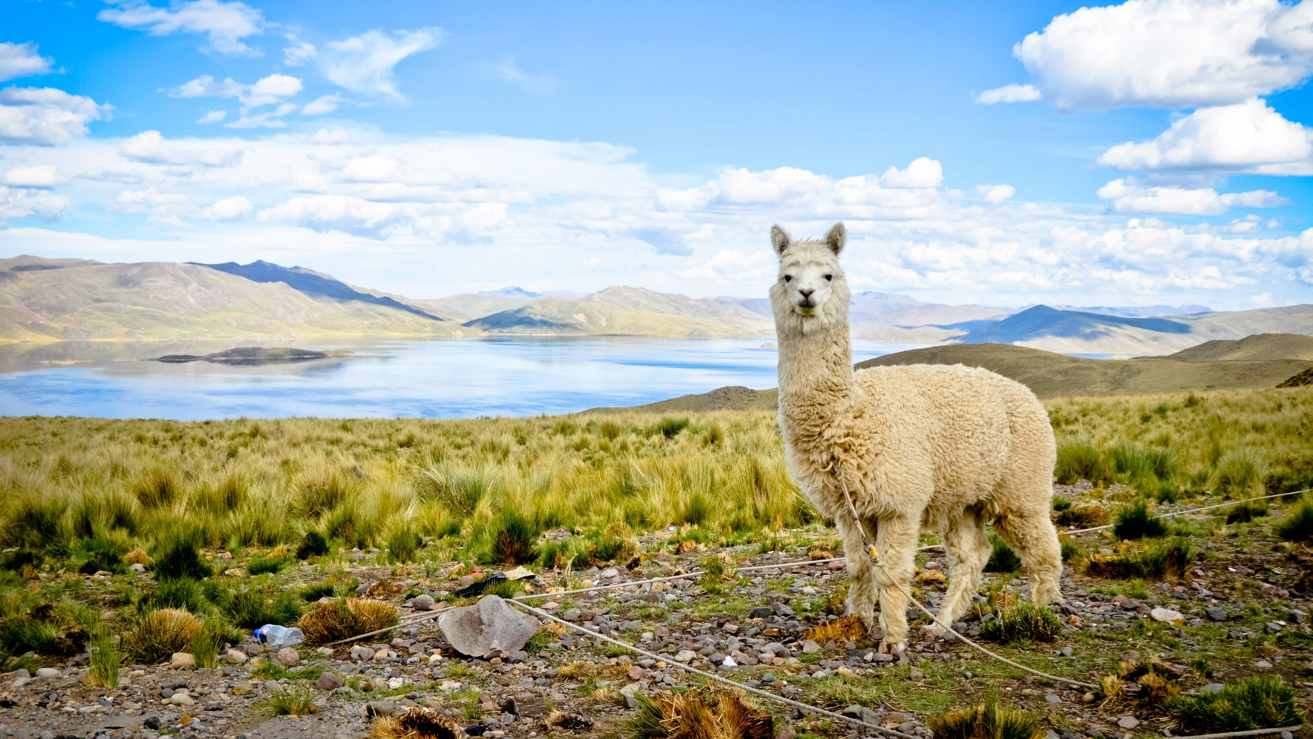 alpaca, grassy field, serene lake, 2K Desktop Wallpaper