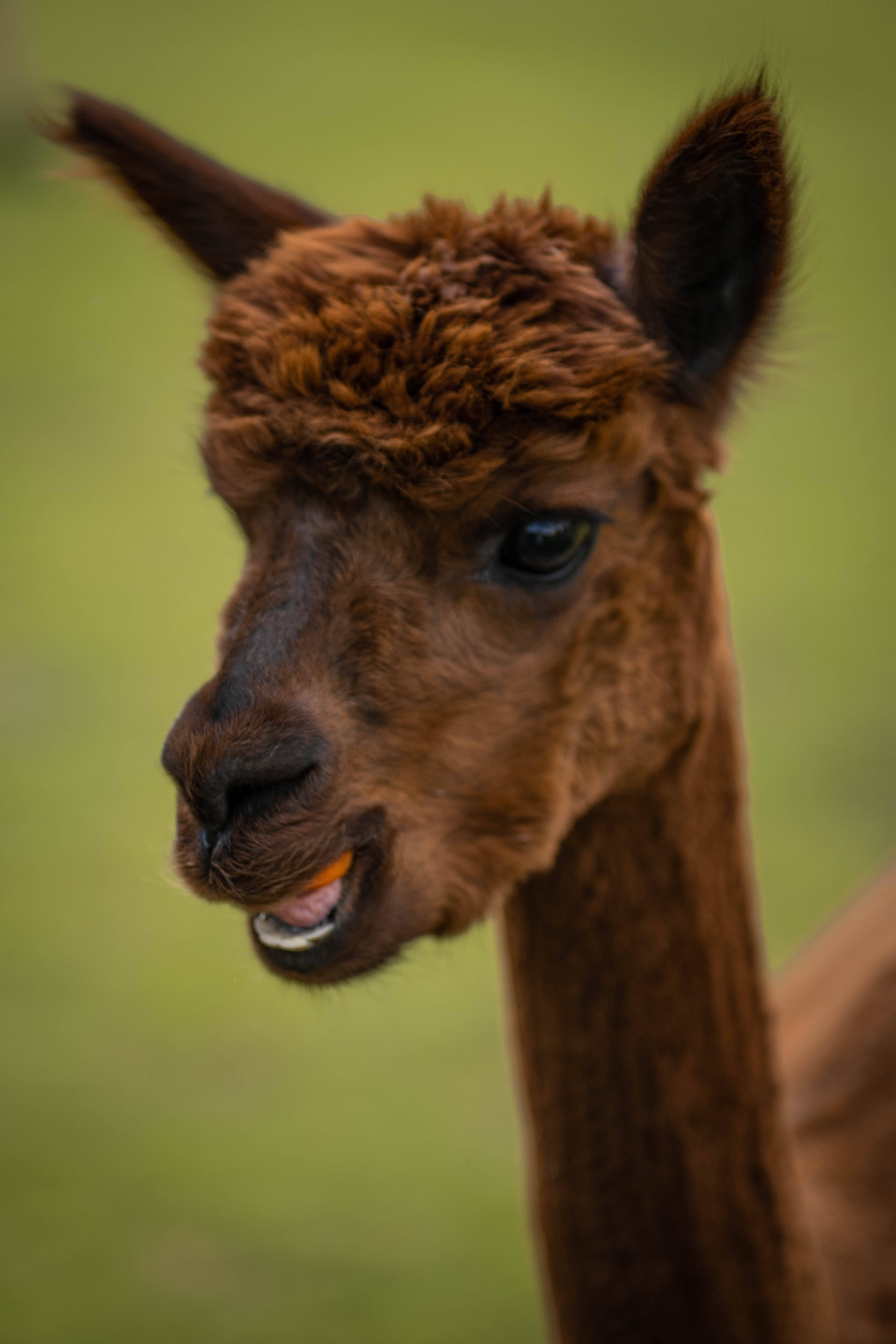 brown alpaca, fluffy fur, dark eyes, 5K Phone Wallpaper
