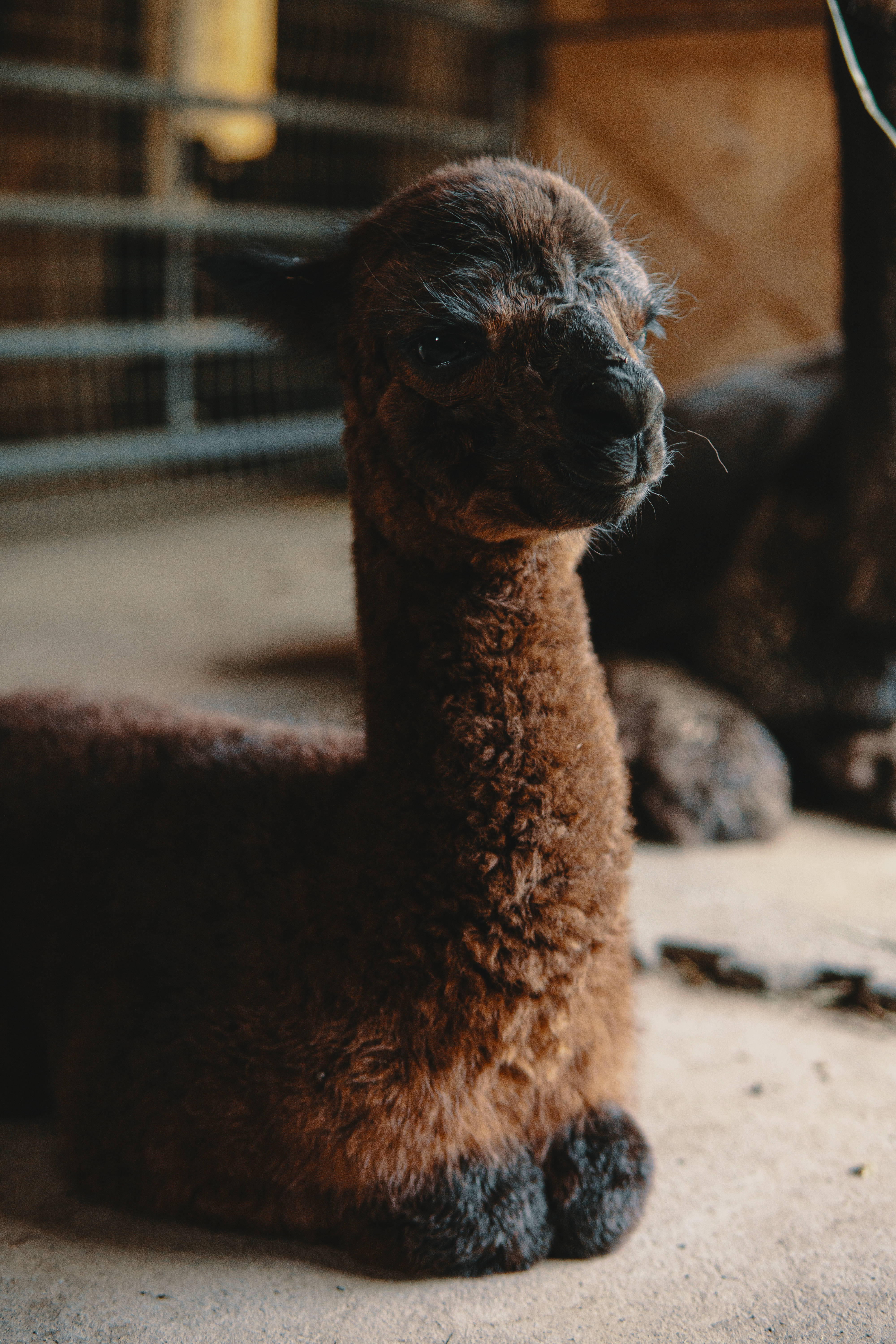 brown alpaca, sand, wire-fenced enclosure, 5K Phone Wallpaper