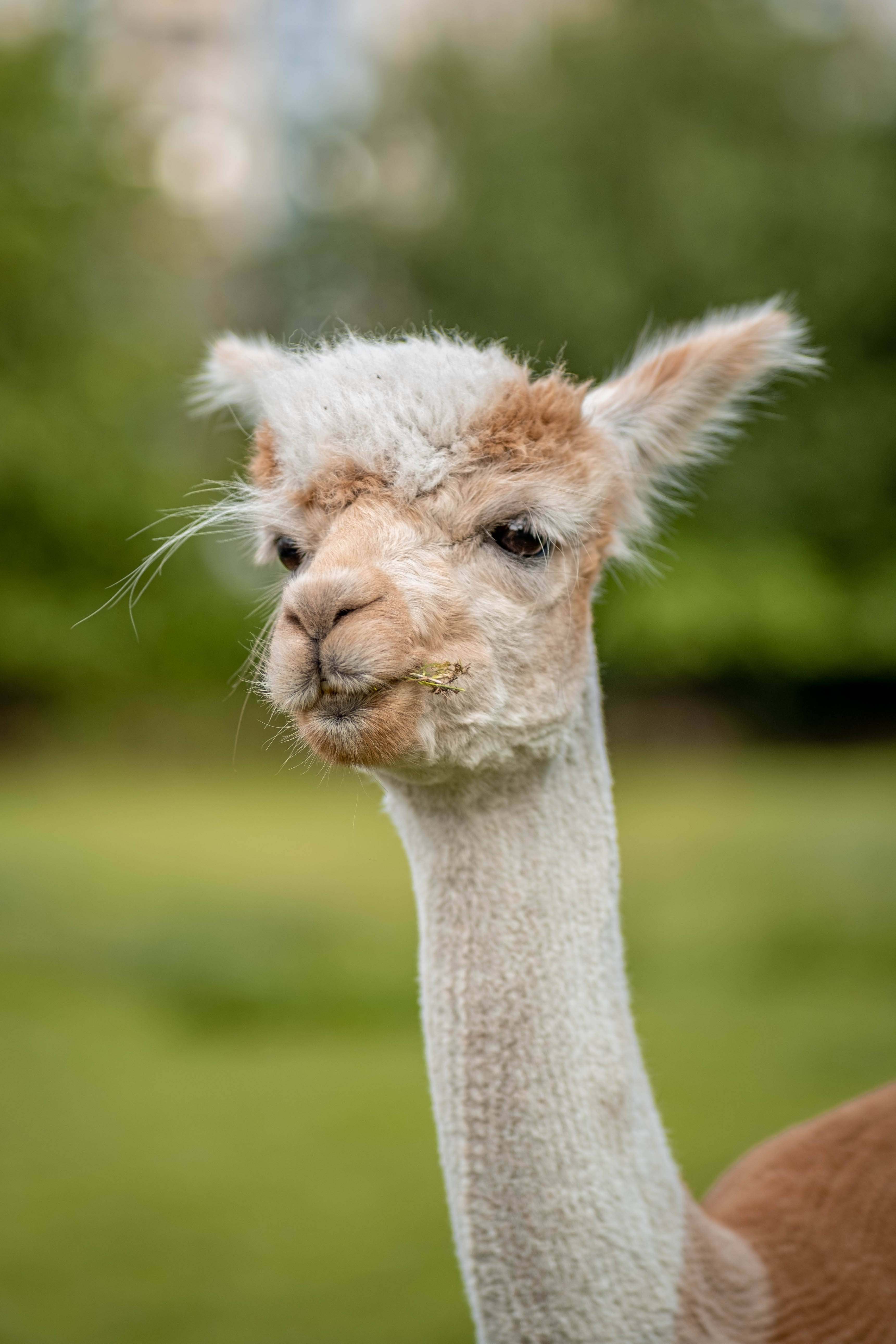 alpaca, fluffy, grass stem, 5K Phone Wallpaper