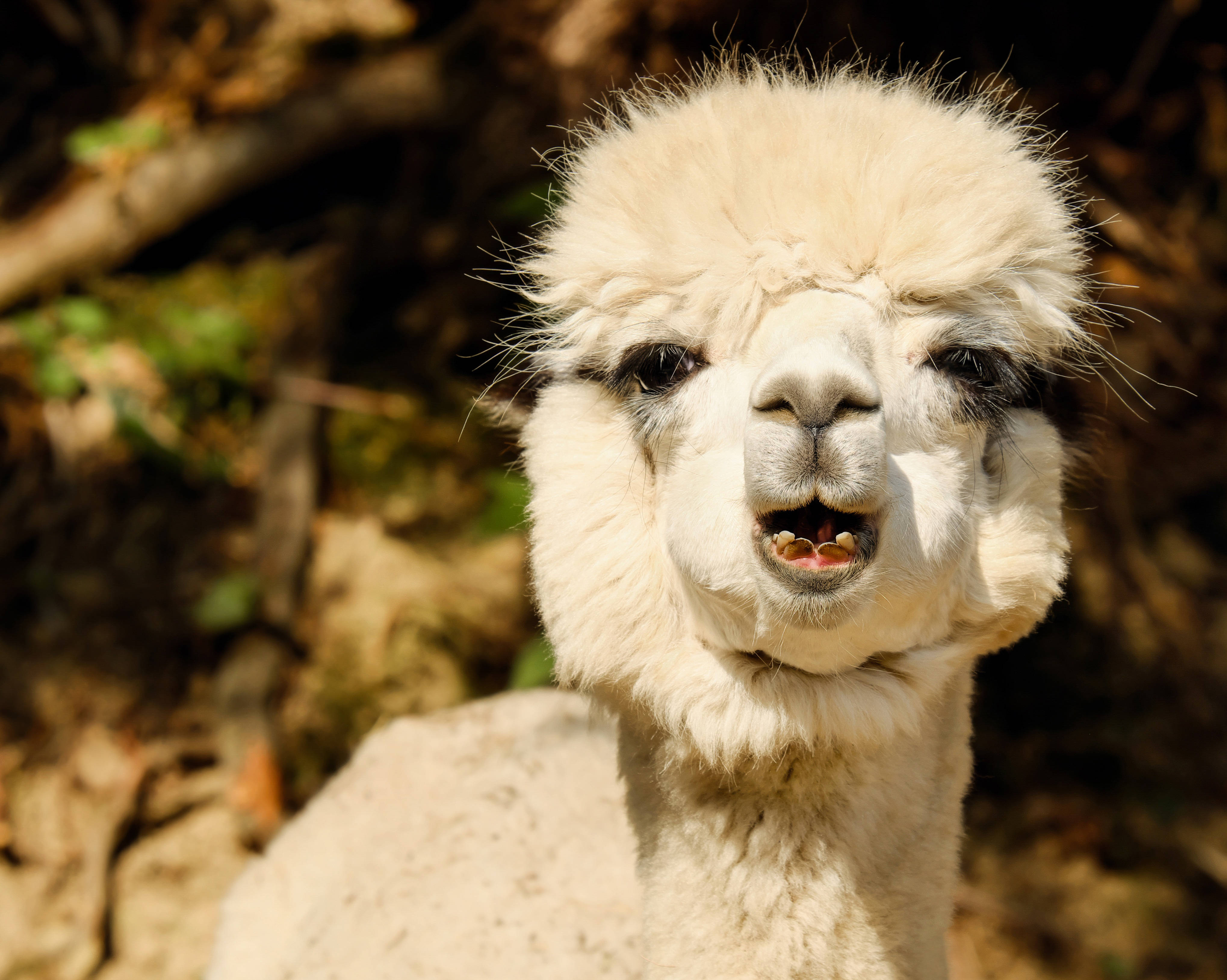 white fluffy alpaca, fluffy white alpaca, dark eyes, 4K Desktop Wallpaper
