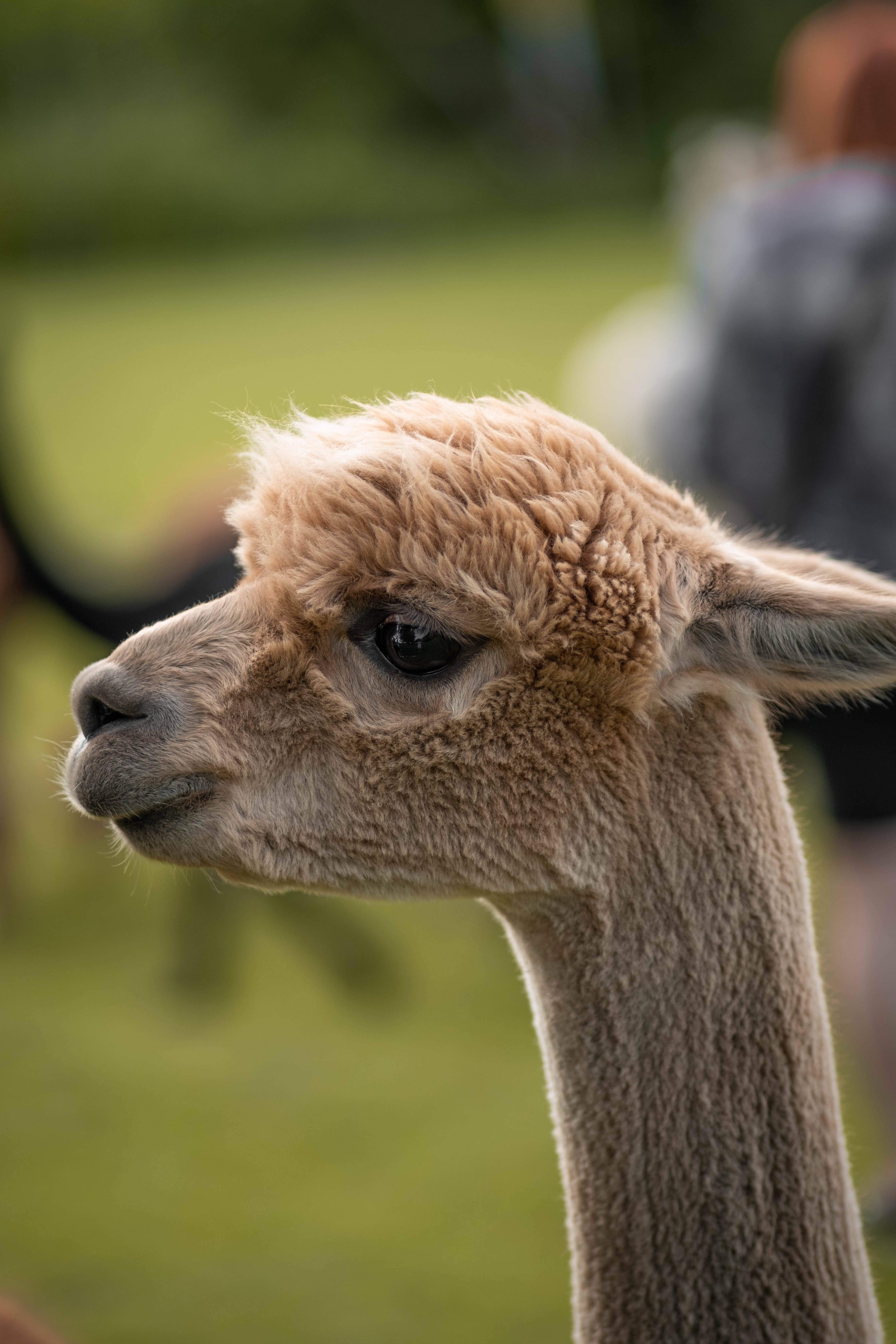 light brown alpaca, fluffy alpaca, soft focus, 5K Phone Wallpaper