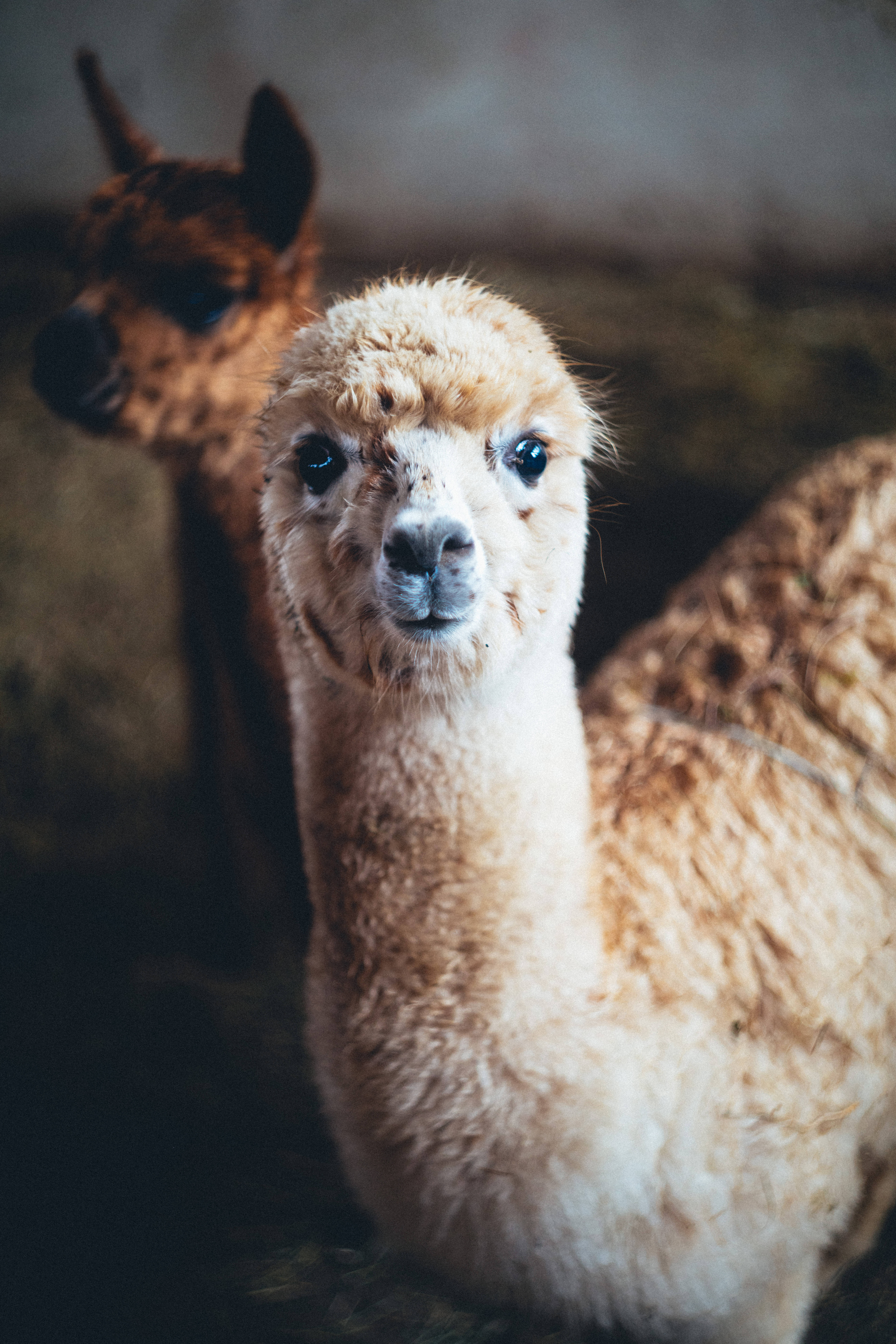 two cool alpacas, fluffy light brown alpaca, dark eyes, 8K Phone Wallpaper