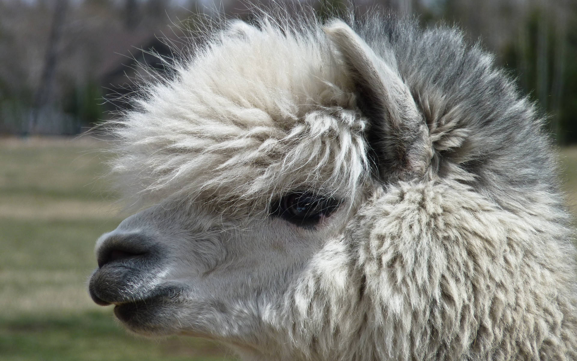 alpaca, fluffy white, tufted mane, Full HD Desktop Wallpaper