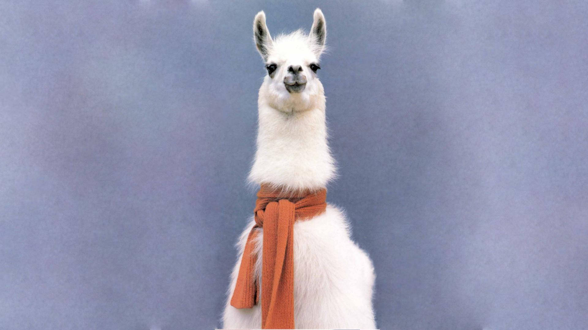 alpaca, red scarf, rust-colored scarf, Full HD Desktop Wallpaper