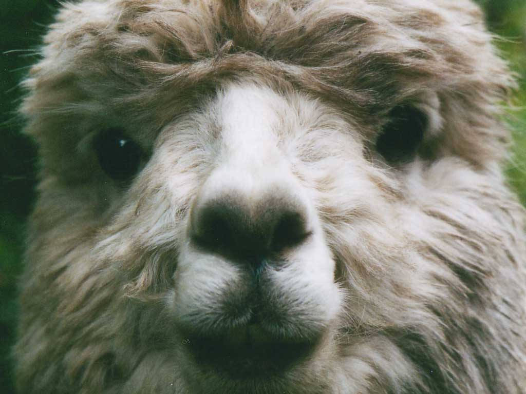alpaca, fluffy, beige fur, SD Desktop Wallpaper