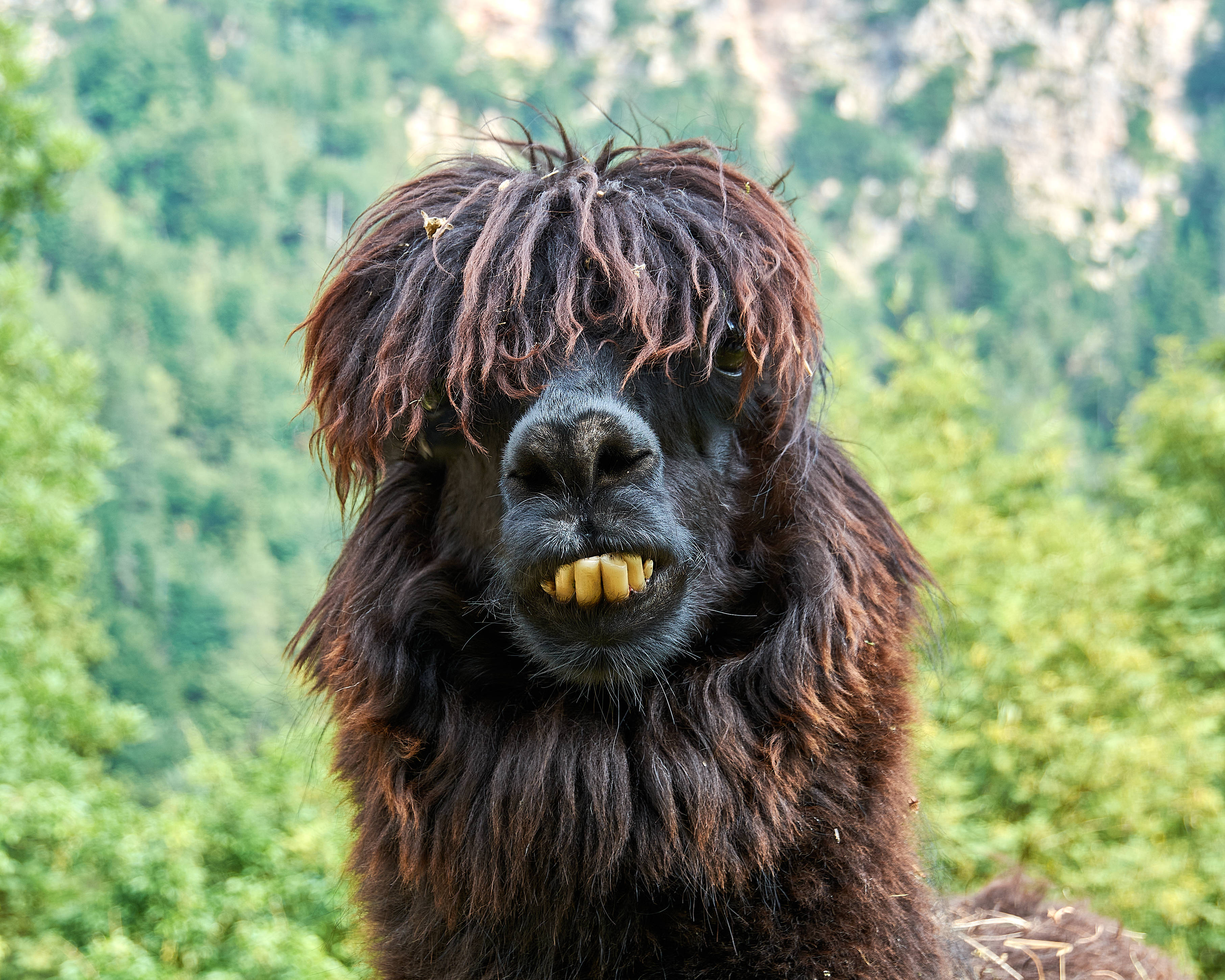long haired alpaca, dark brown, shaggy fur, 2K Desktop Wallpaper