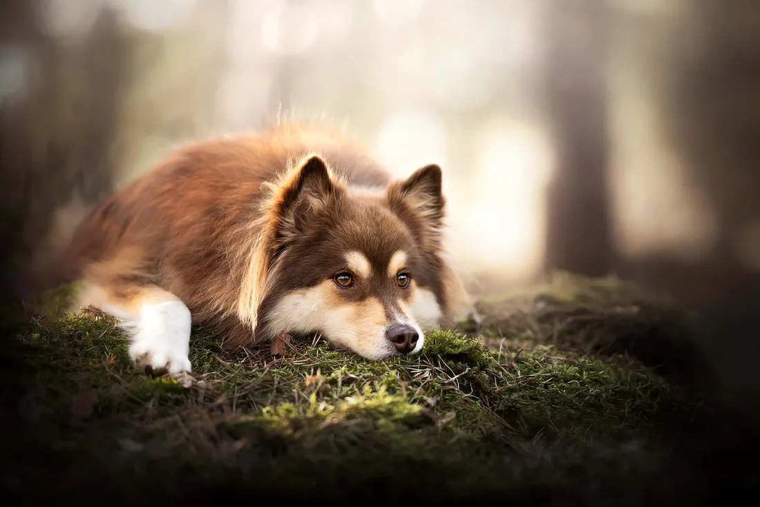 Alpha Dog