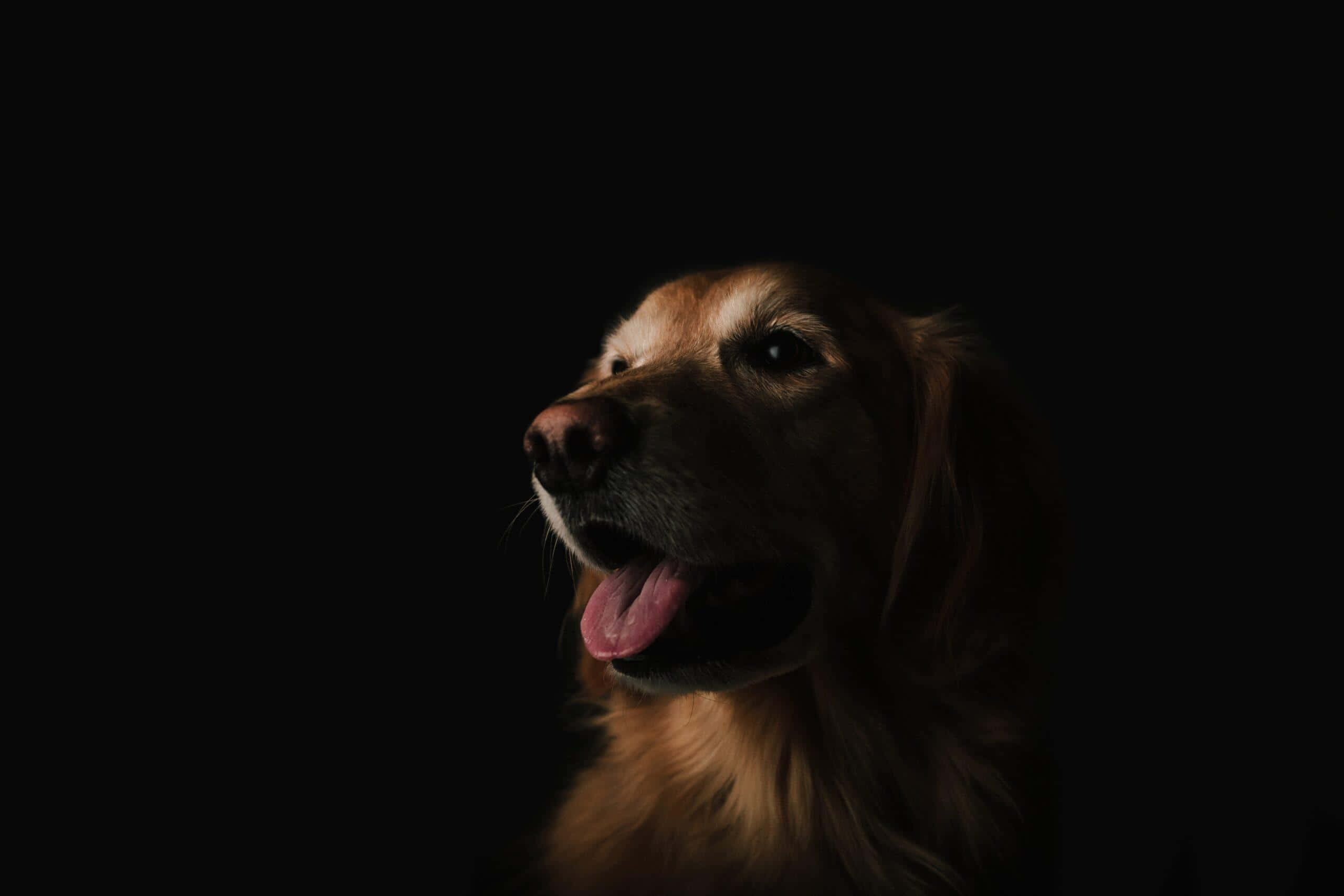 Alpha Dog, golden retriever, pure black background, 2K Desktop Wallpaper