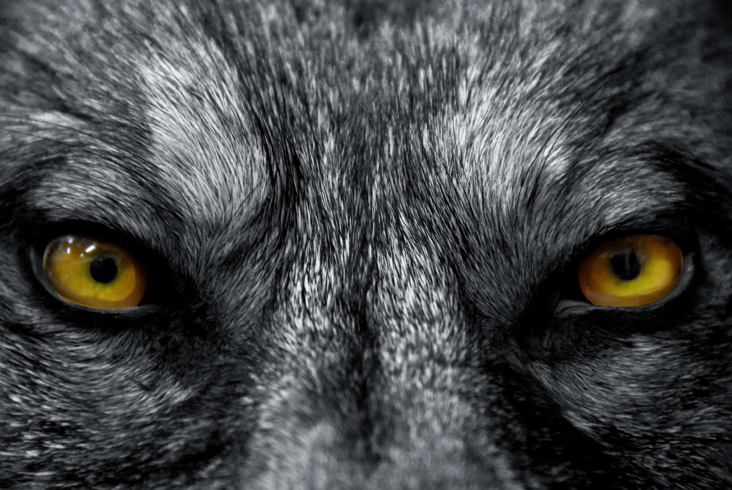Alpha Dog, golden eyes, gray fur, Full HD Desktop Wallpaper