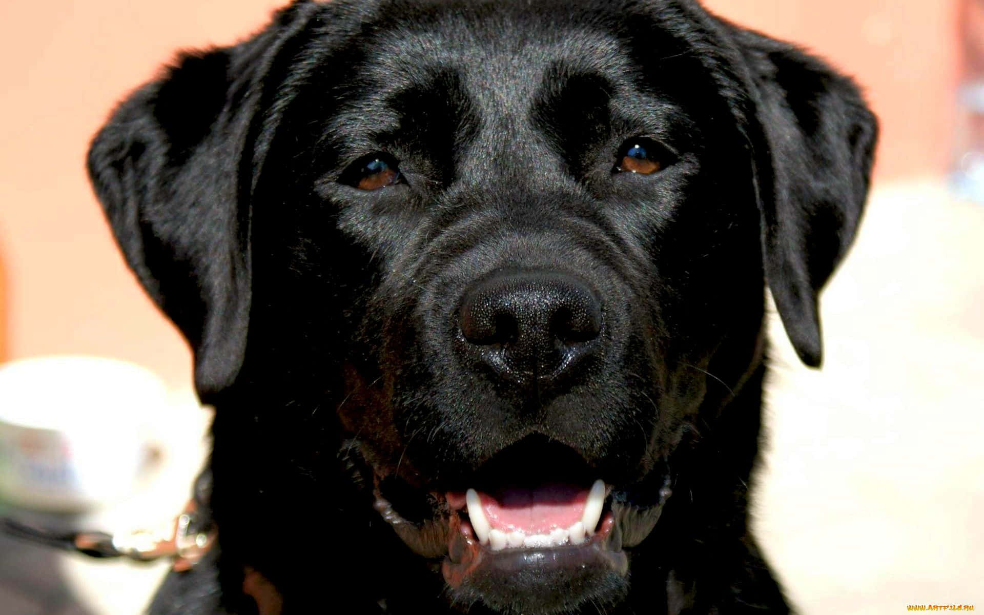 Alpha Dog, black Labrador Retriever, joyful open mouth, Full HD Desktop Wallpaper